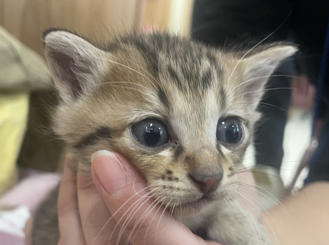 HC25402~25405(下東郷)