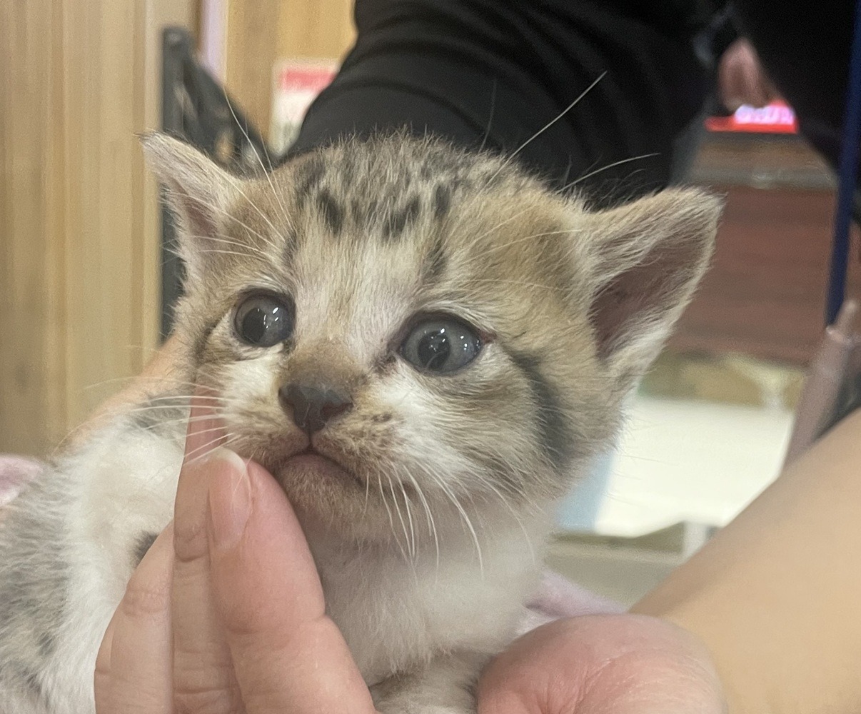 FC25402~25405(福井市)