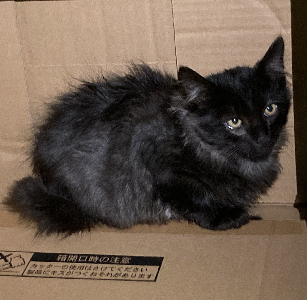 HC25366.25367(下野)