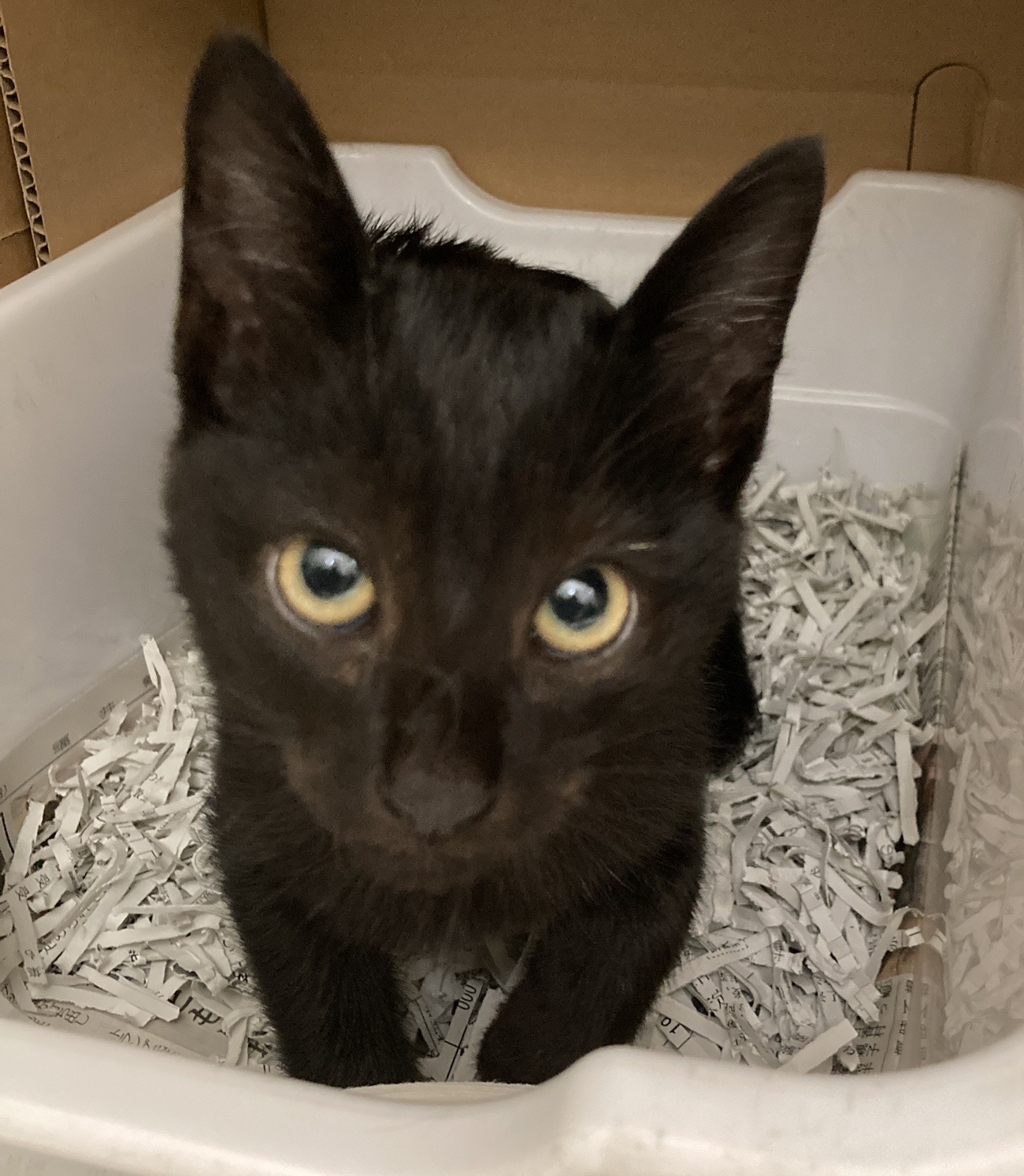 HC25366.25367(下野)