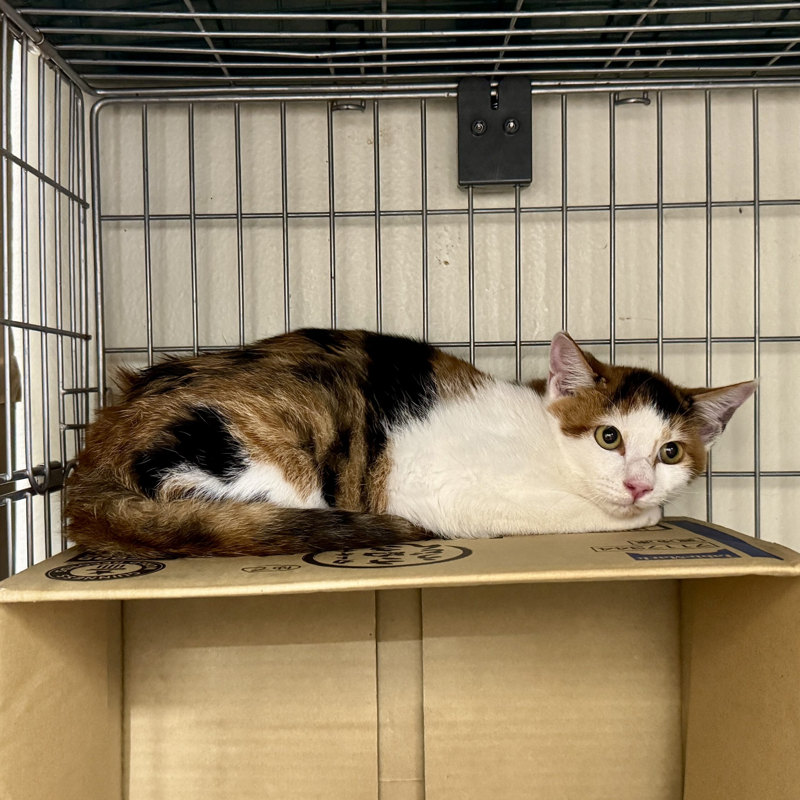 HC25378.25379(松岡上吉野)