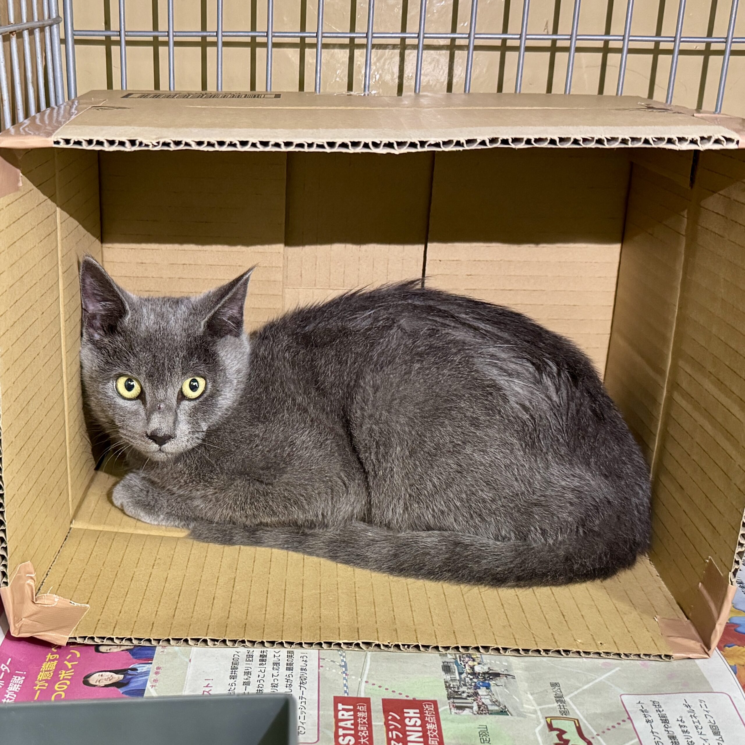 HC25378.25379(松岡上吉野)