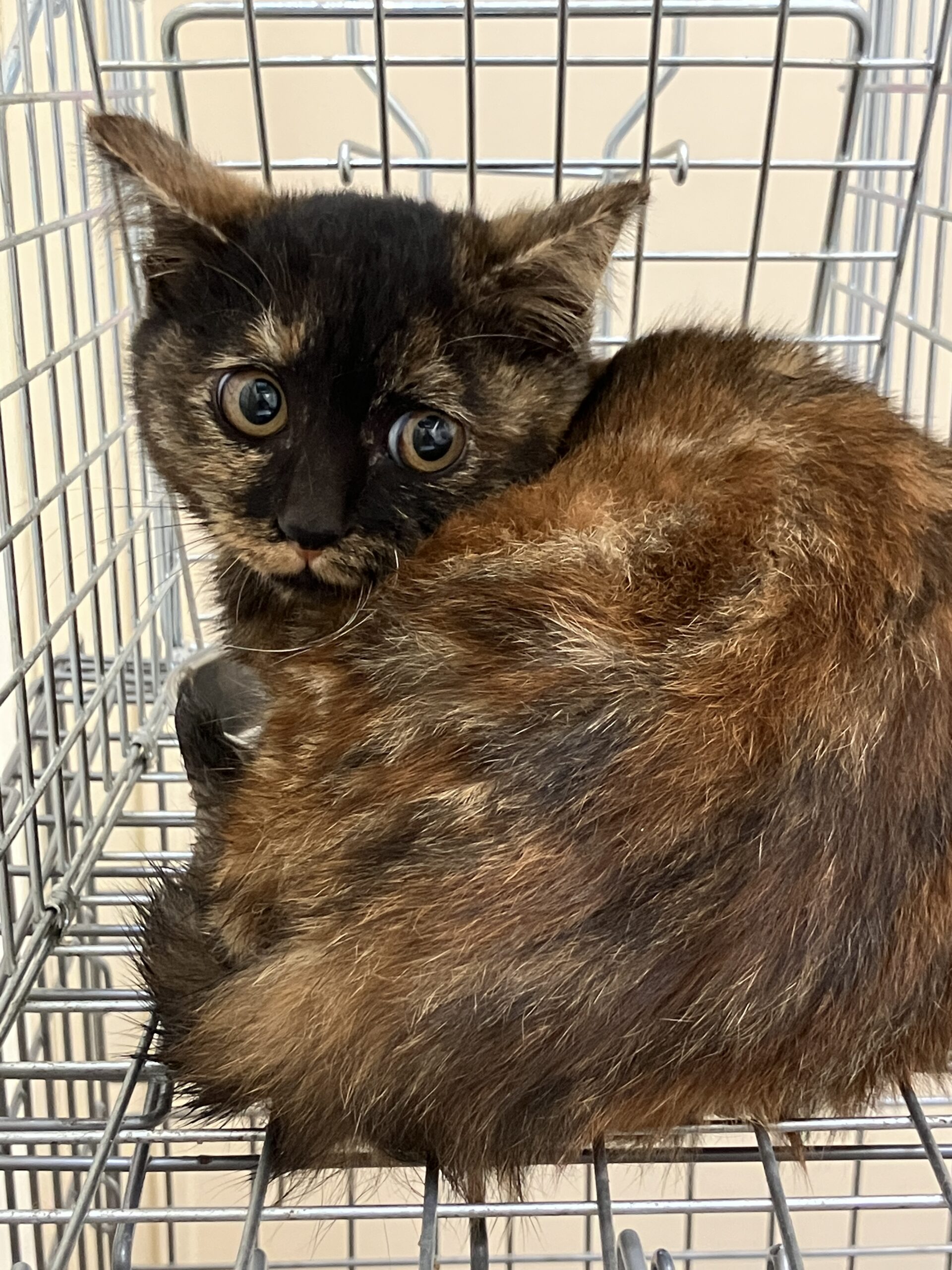 HC25388（越前市）