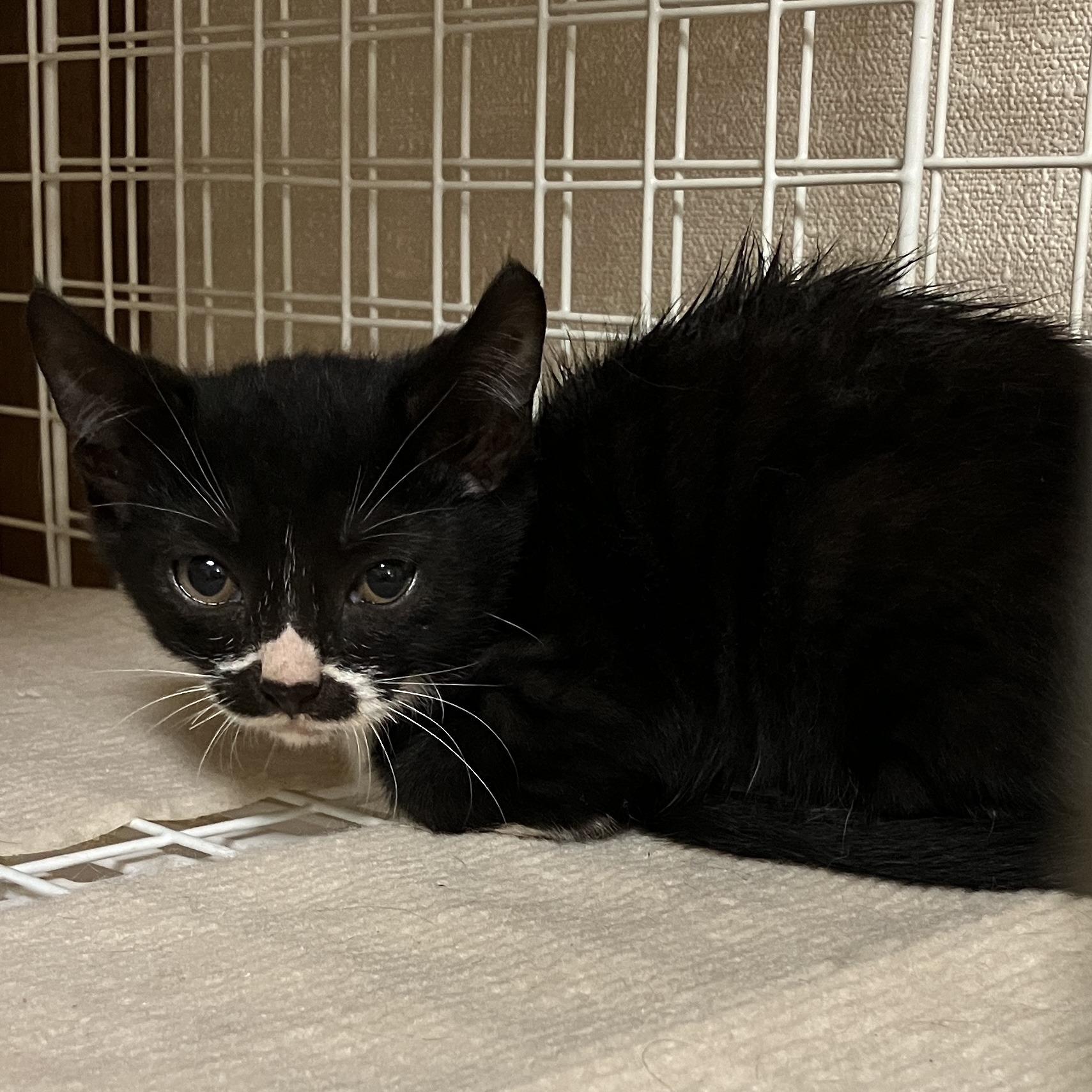 HC25394～396（坂井市）