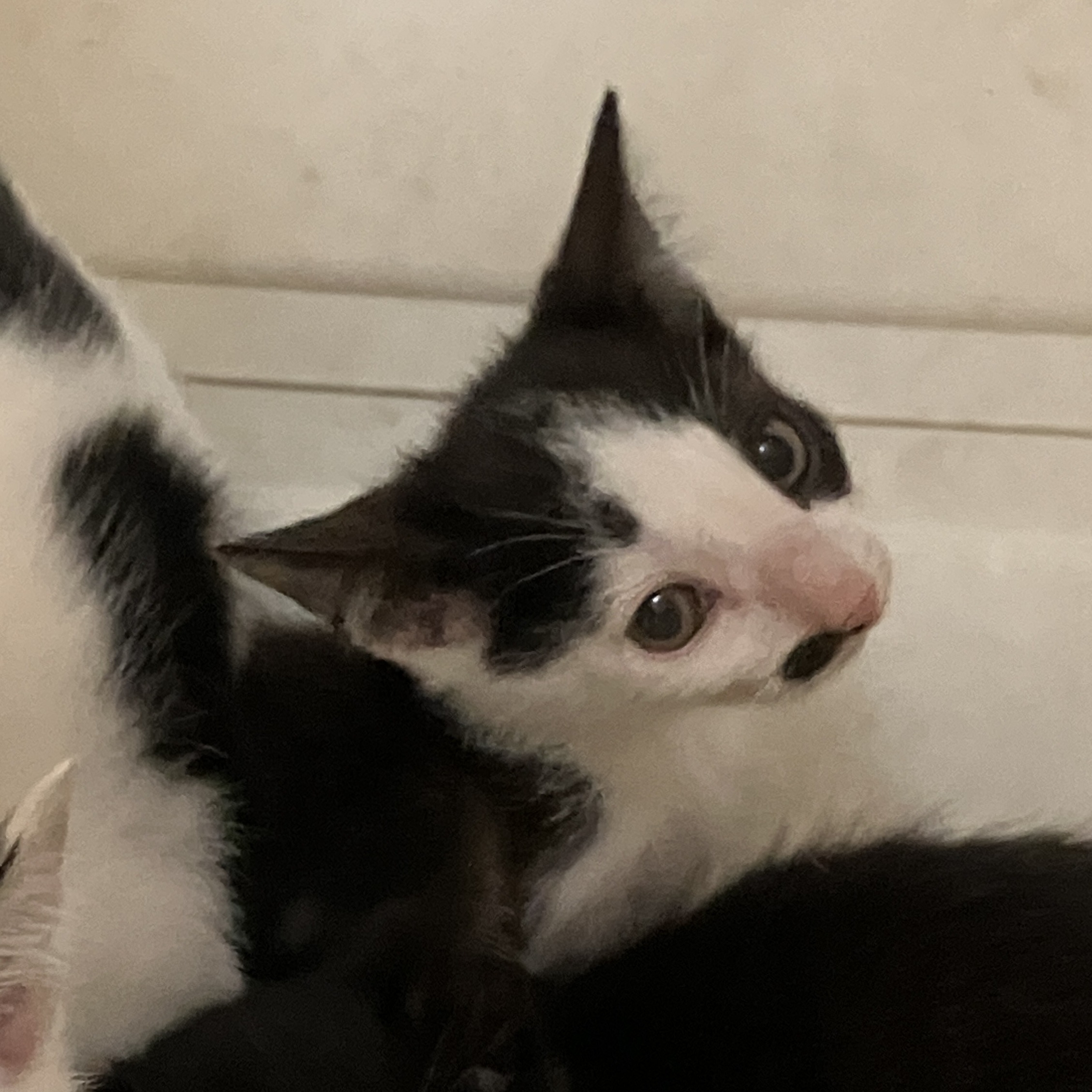 HC25394～396（坂井市）