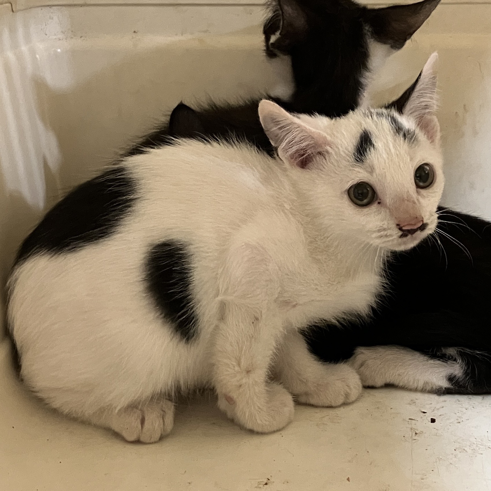 HC25394～396（坂井市）