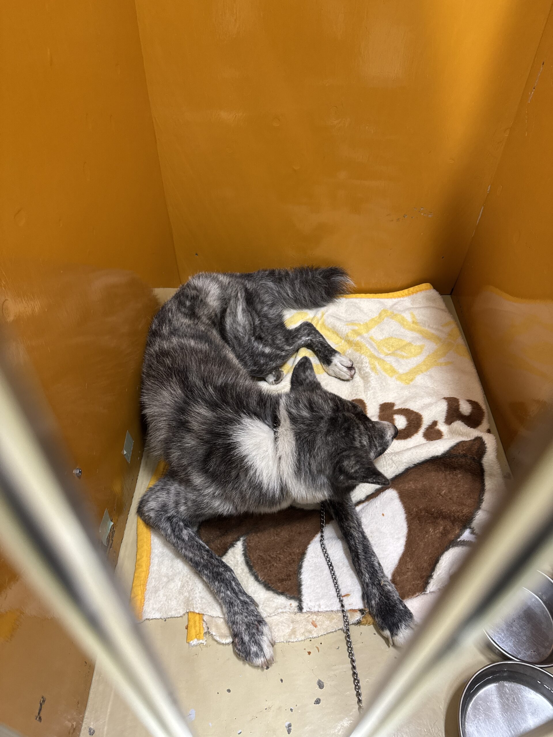 HD25382（あわら市）　秋田犬風の成犬を保護しています！