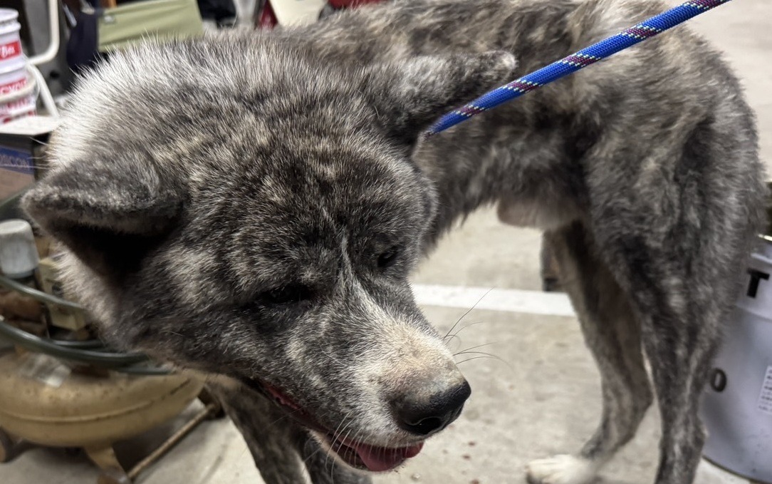 HD25382（あわら市）　秋田犬風の成犬を保護しています！