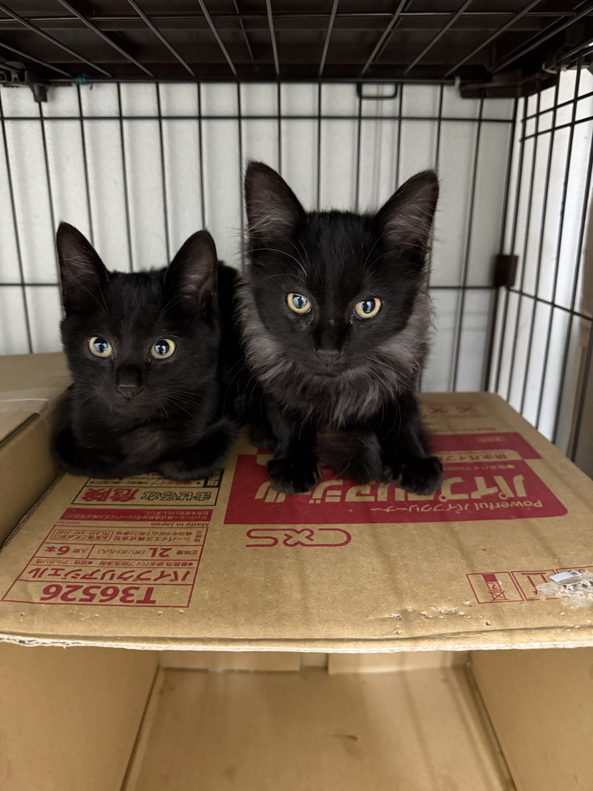 HC25366.25367(下野)