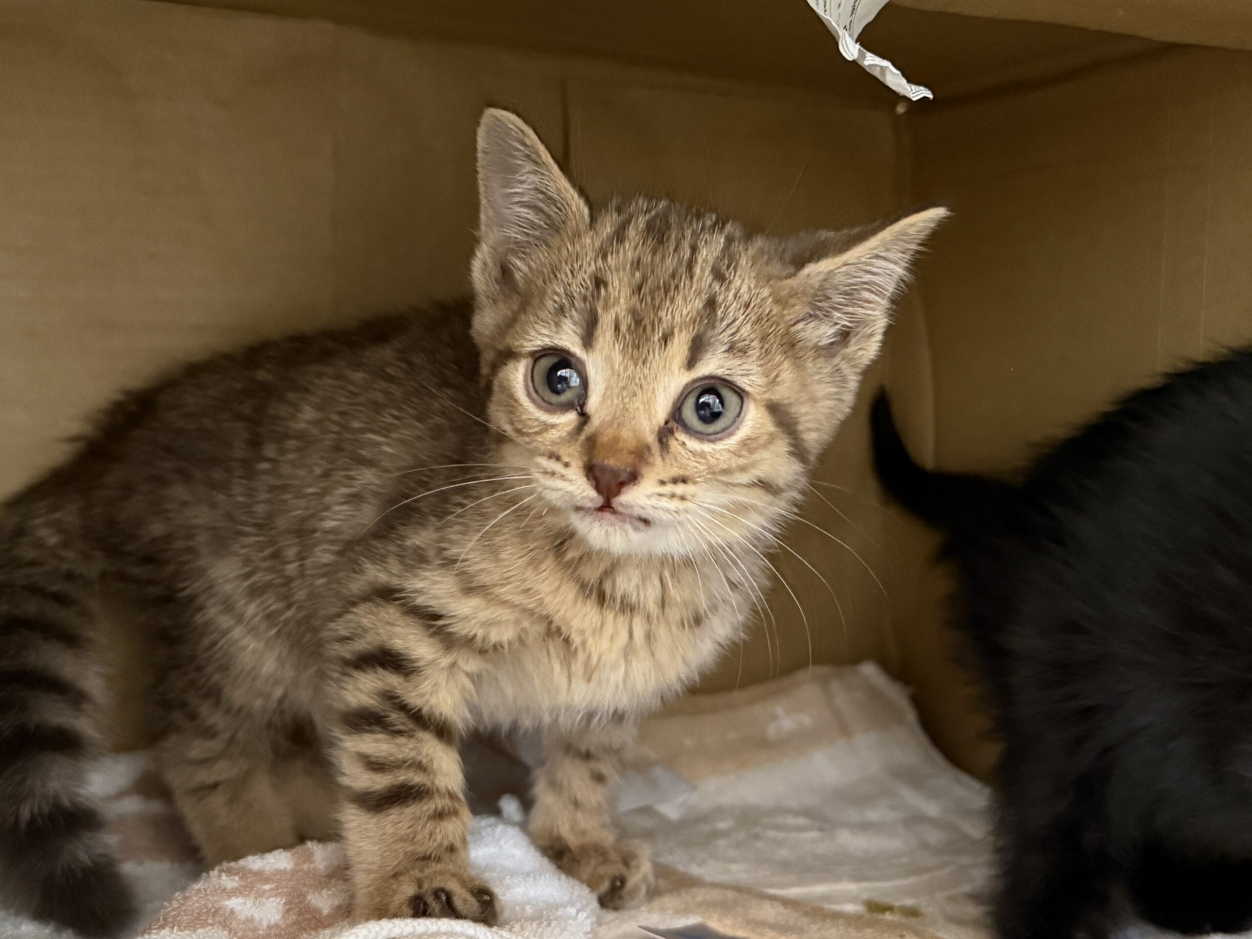 HC25374∼25377(上河端)★