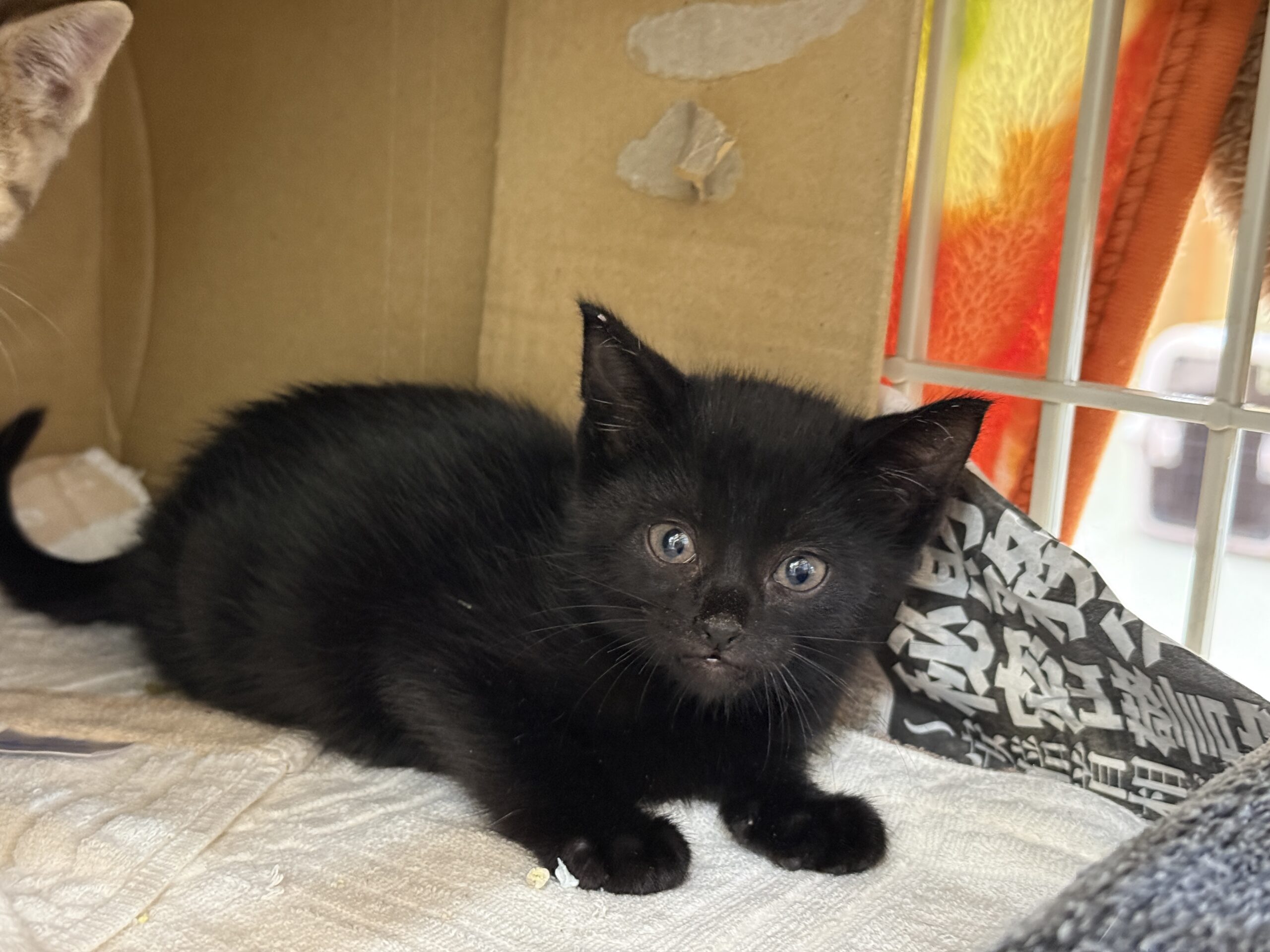 HC25374∼25377(上河端)★