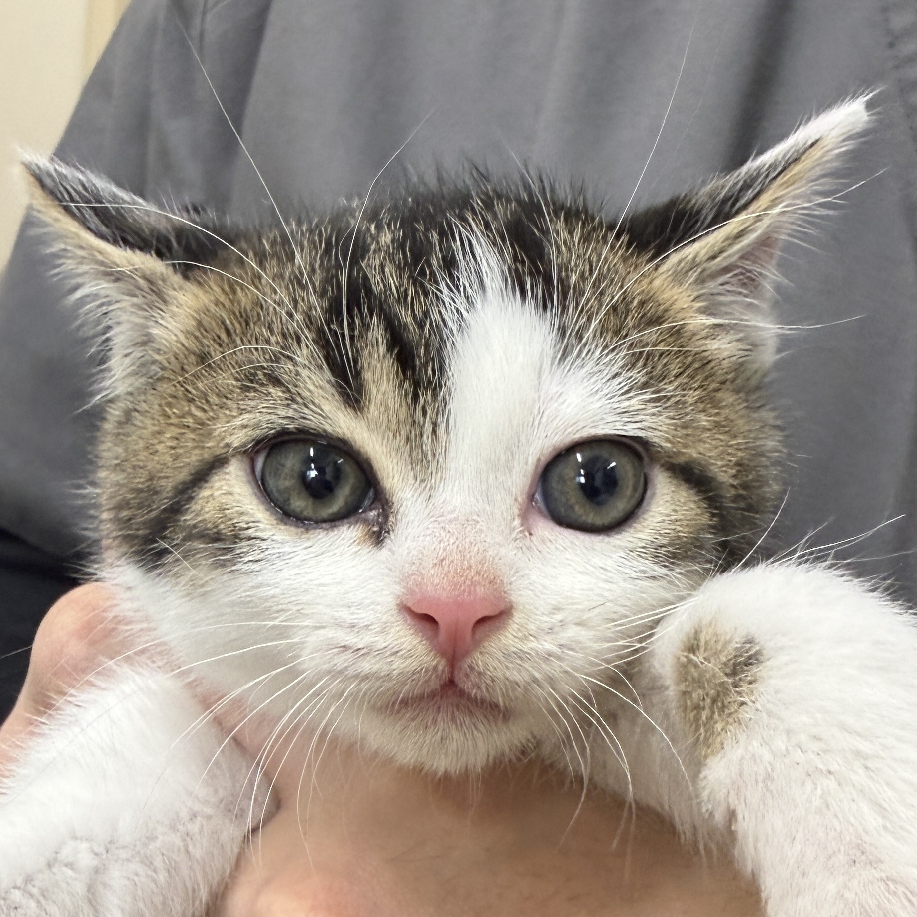 FC25390.25391(和田中)