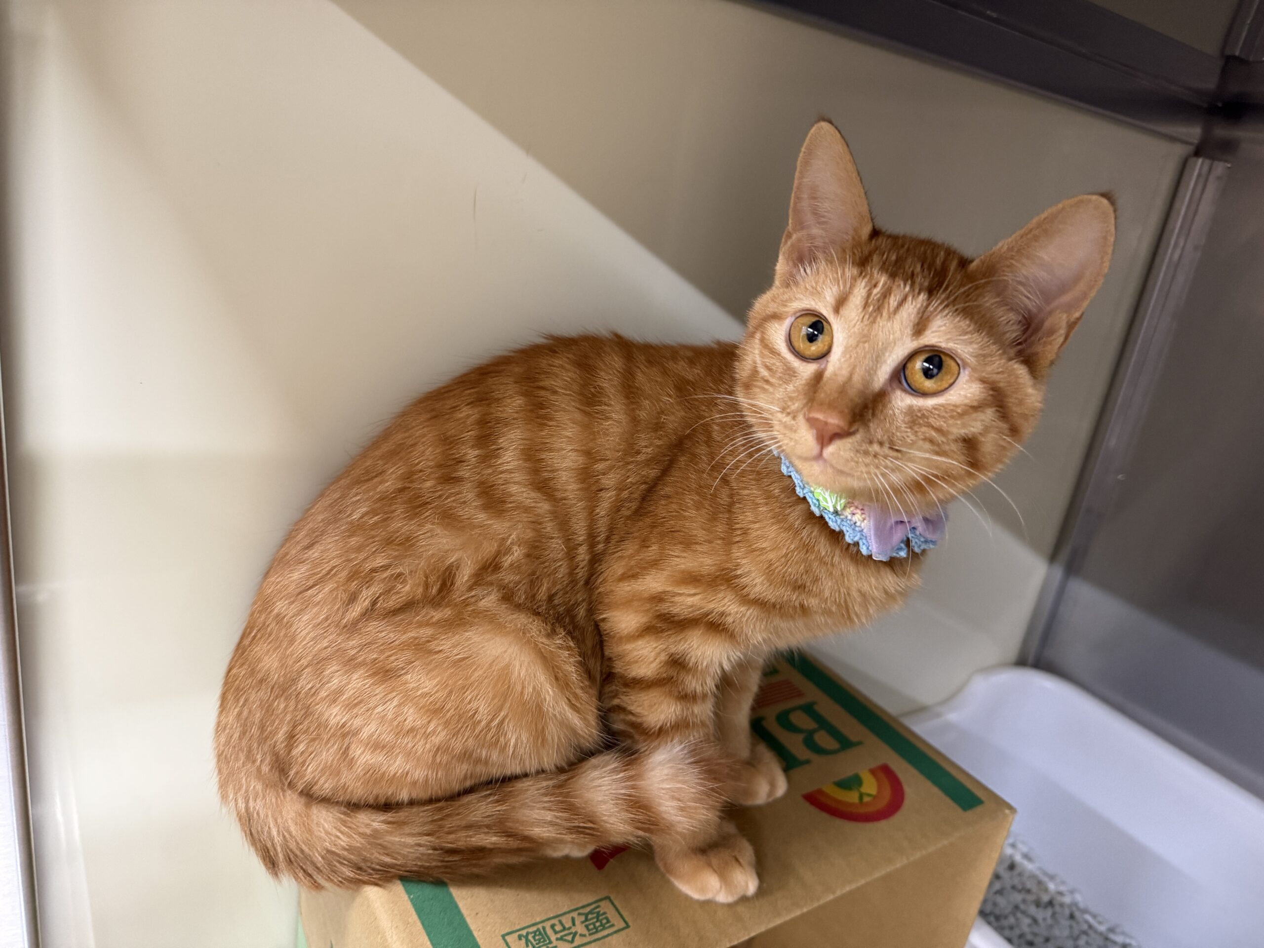 HC25256(御幸ラキちゃん)