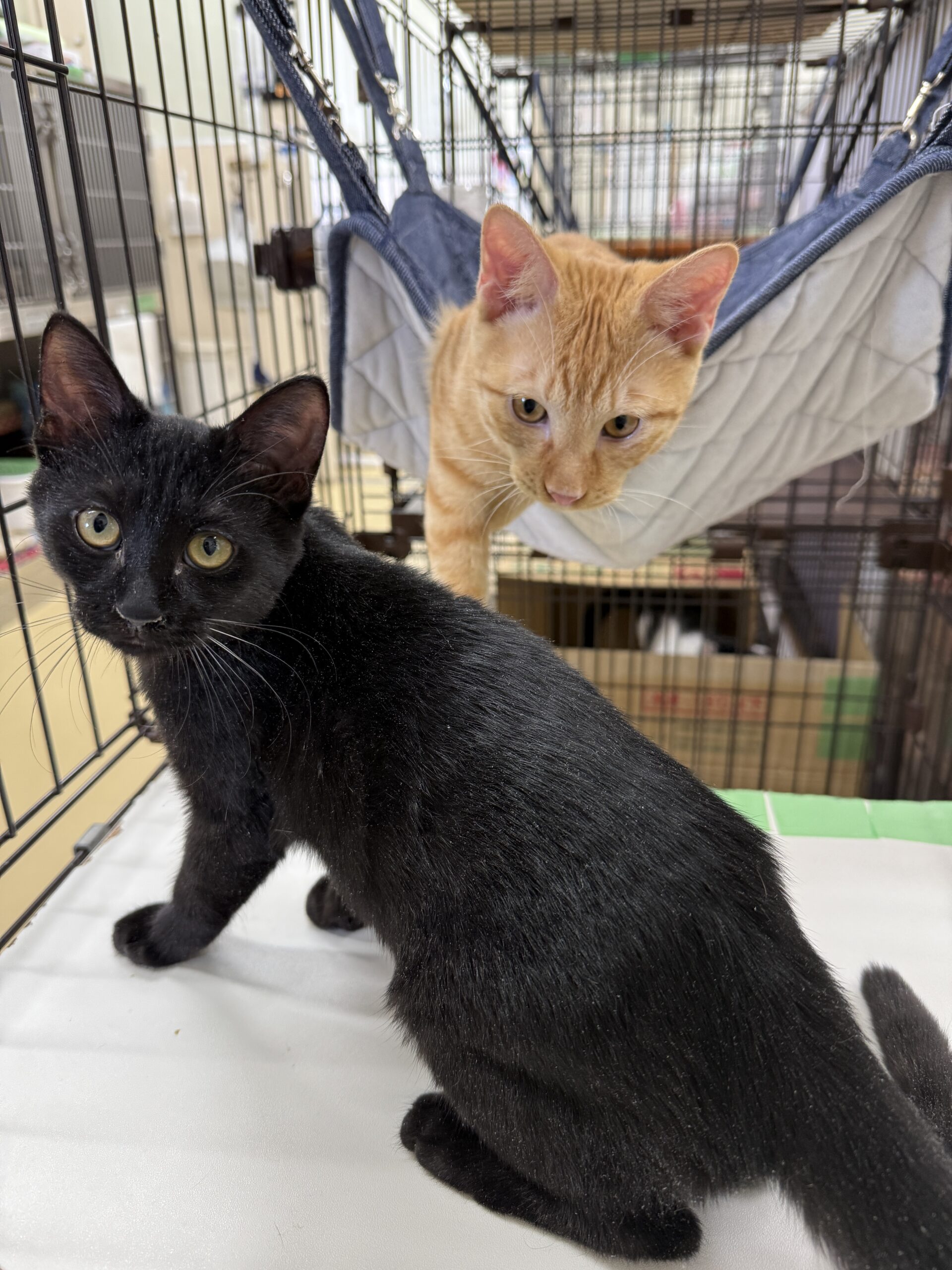 FC25265(花月).FC25303(計石)