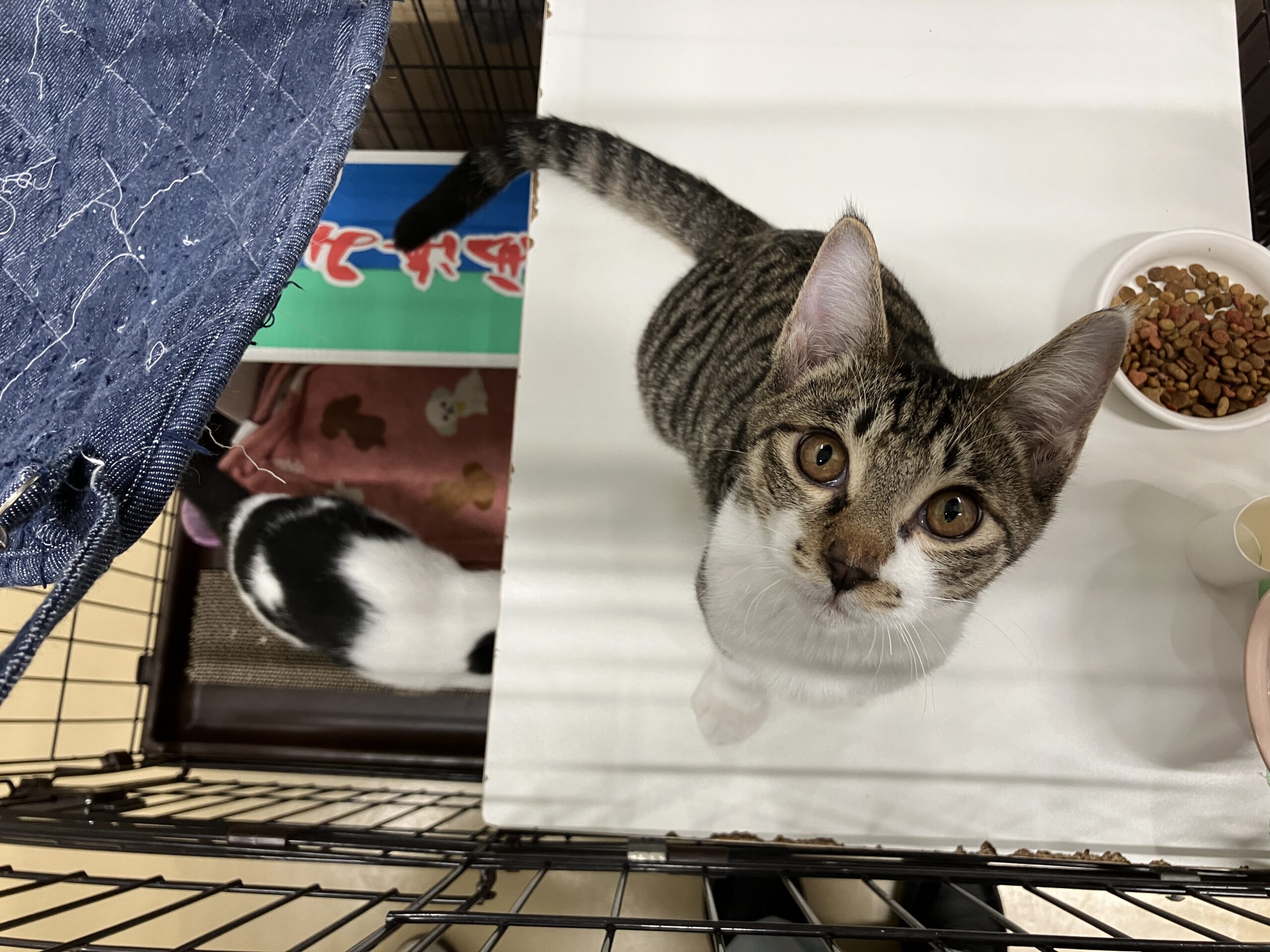 SC25306（萩野 おはぎ）