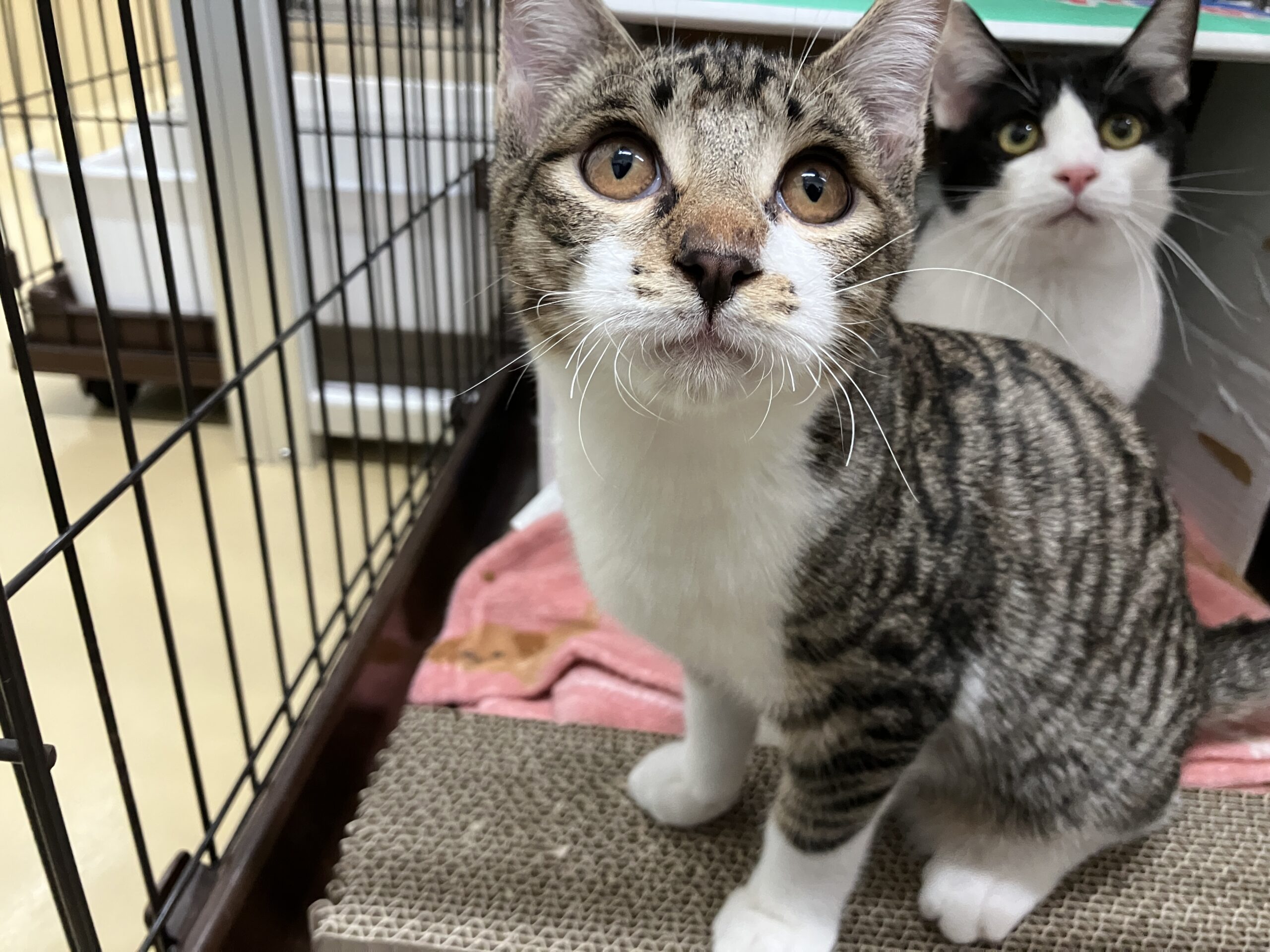 SC25306（萩野 おはぎ）