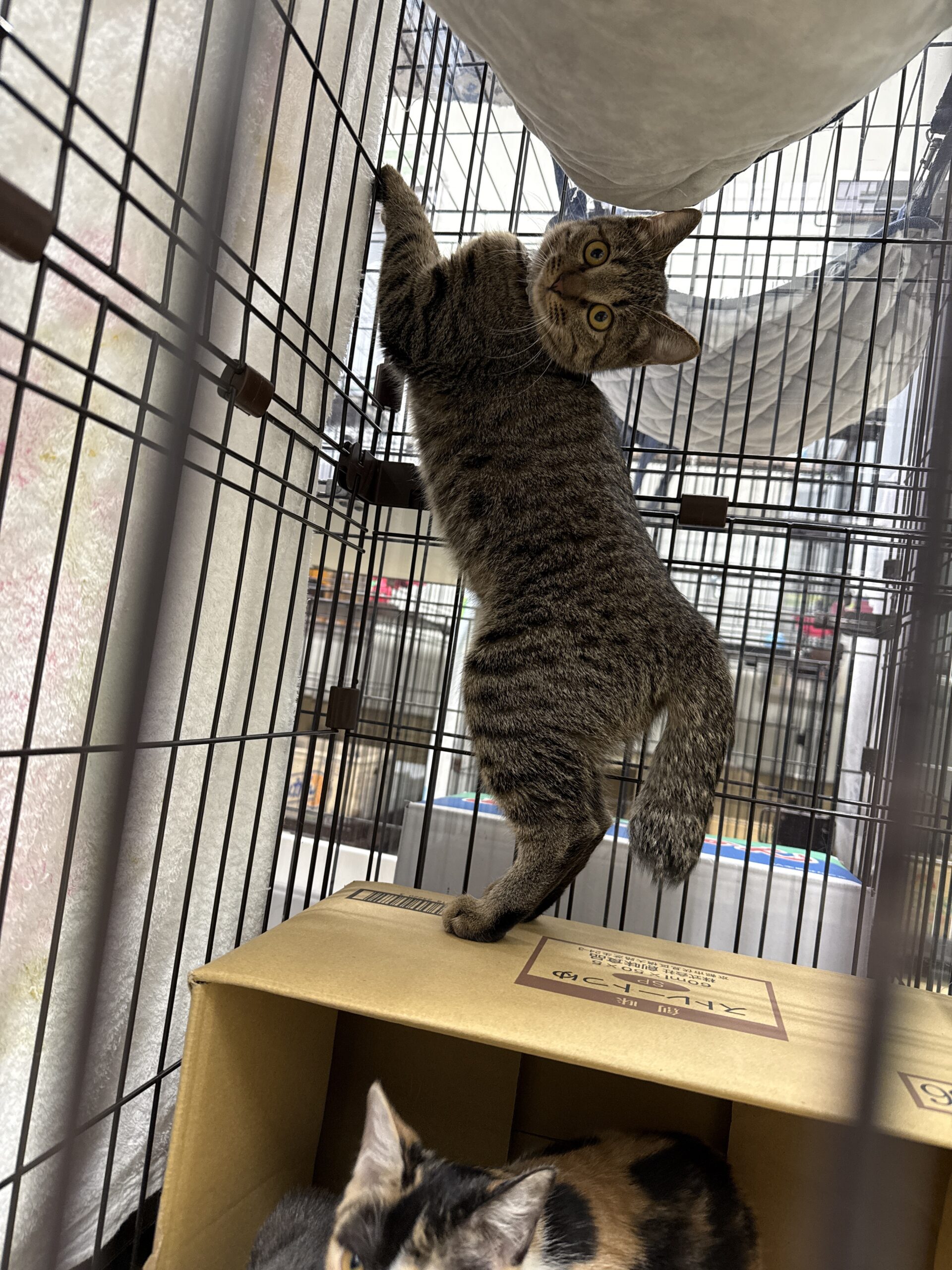 SC25287（本町2キジトラ　メス）