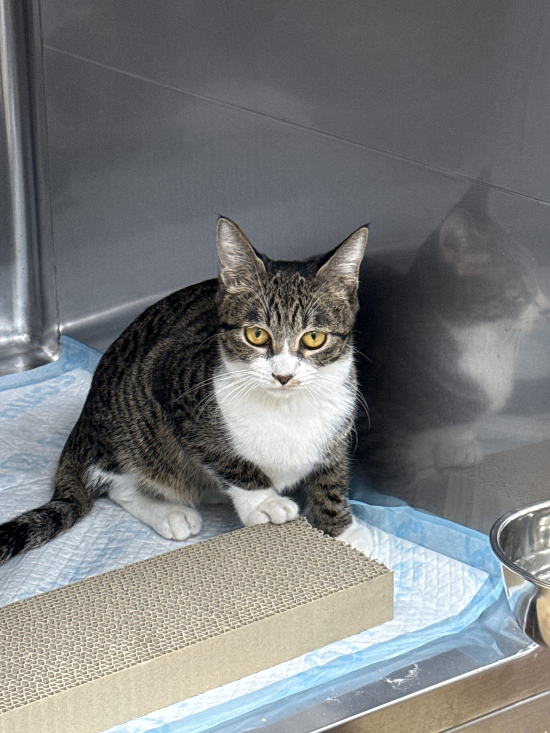 SC25246（神楽　ひめちゃん）