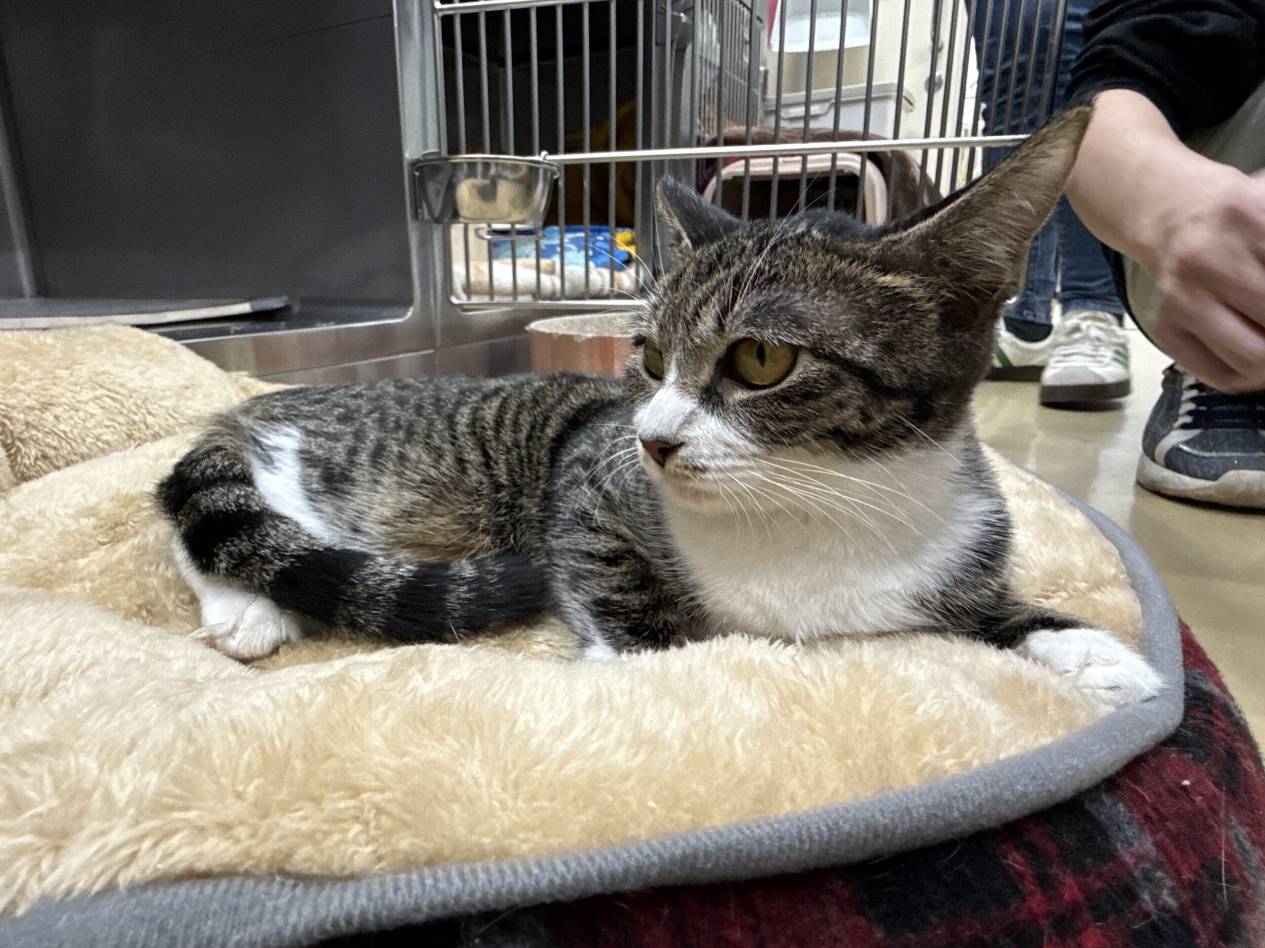 SC25246（神楽　ひめちゃん）