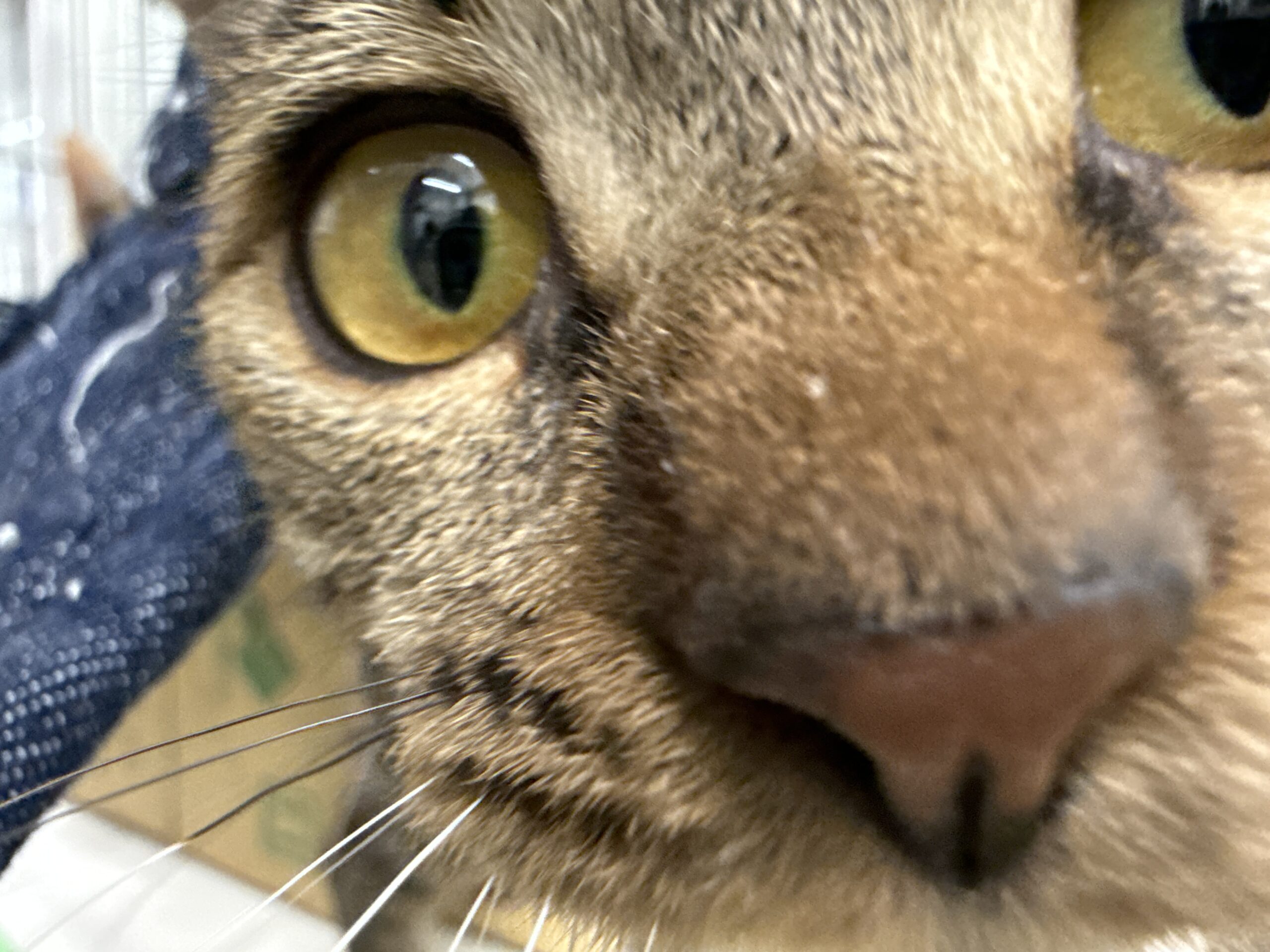 SC25287（本町2キジトラ　メス）