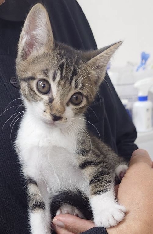 SC25306（萩野　キジ白）