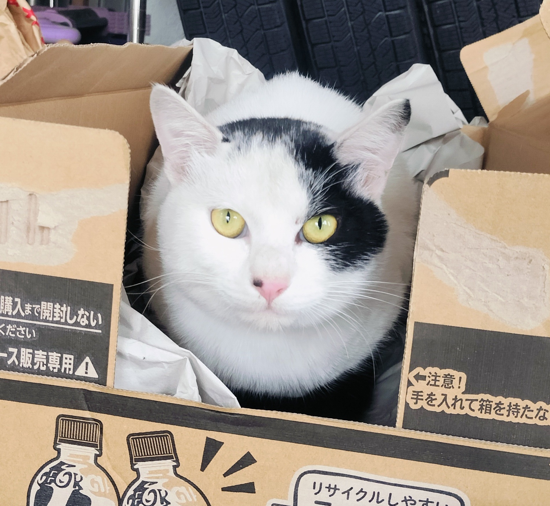 迷い猫を保護しています（鯖江市）No.7T-11-6