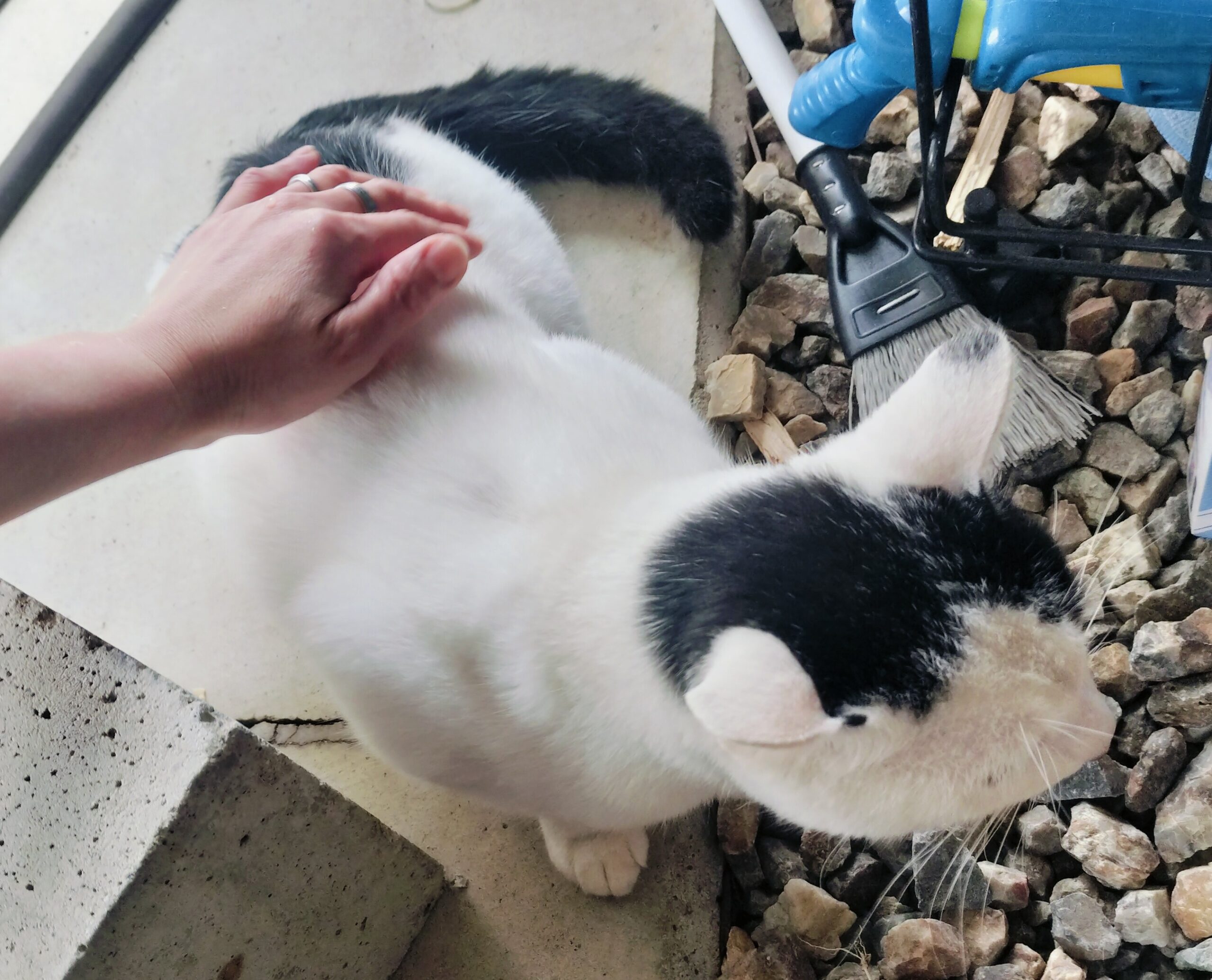 迷い猫を保護しています（鯖江市）No.7T-11-6