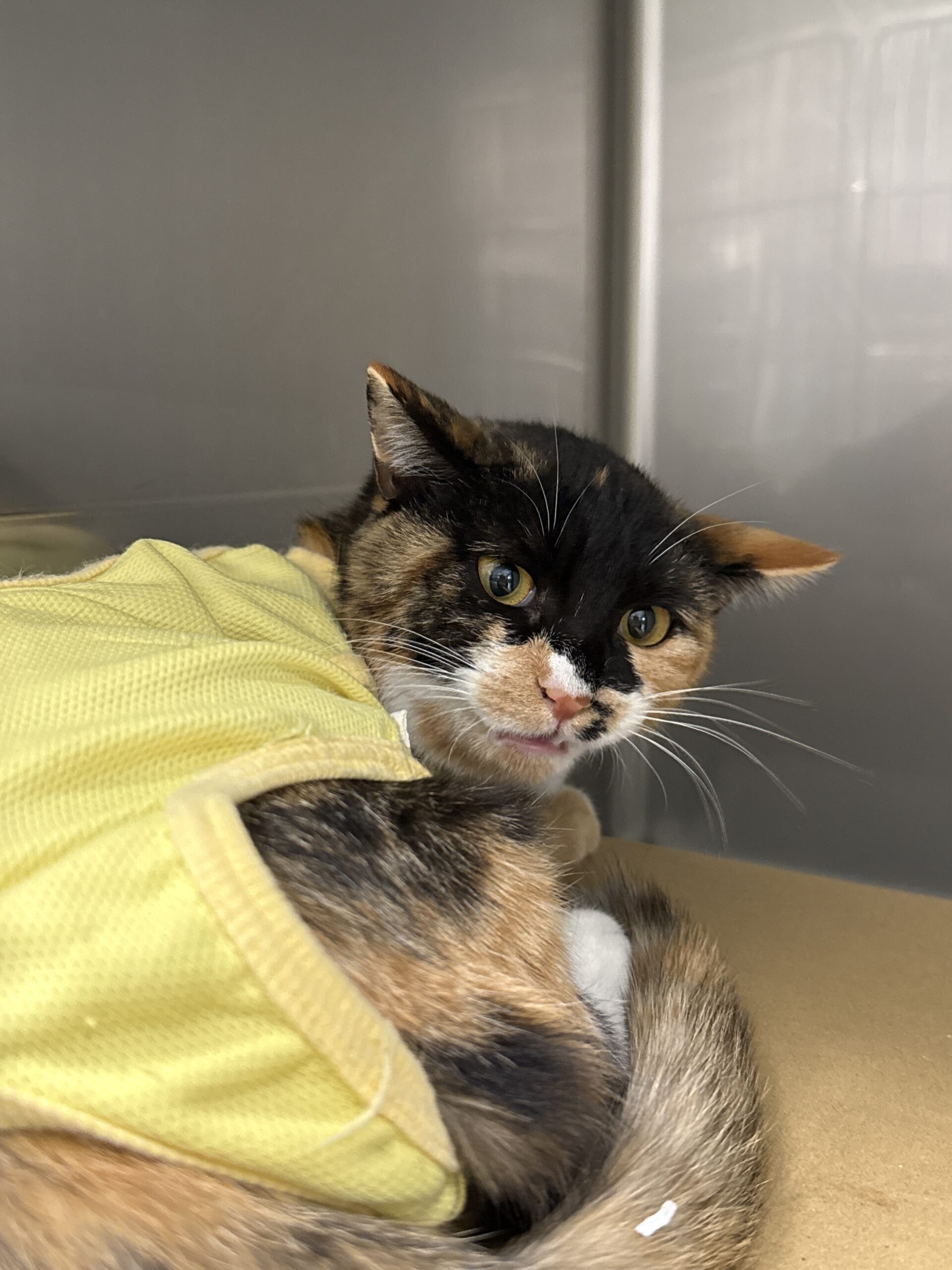 FC25423.25424(八重巻中町ウスミちゃん、クロミちゃん)★