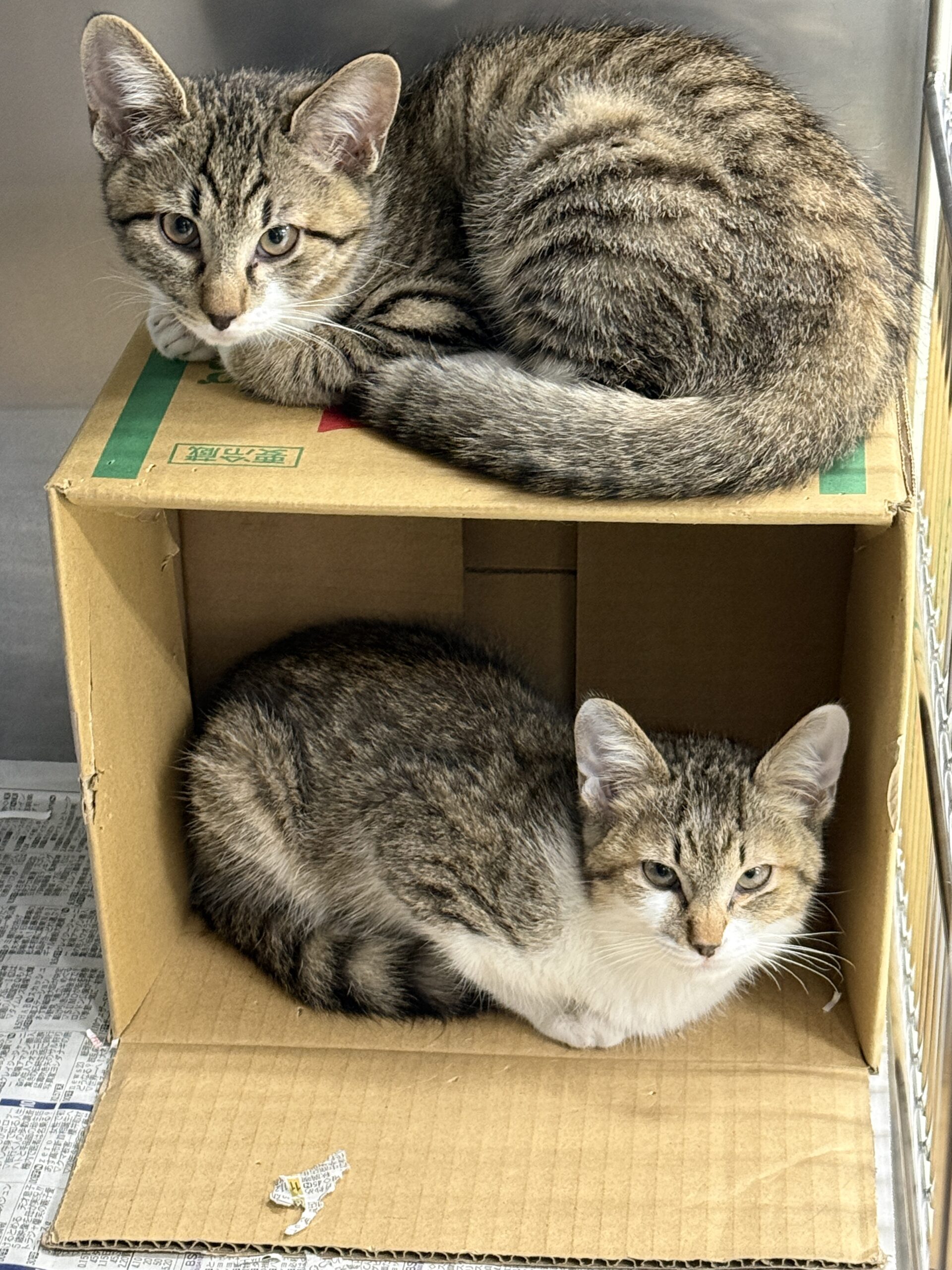 HC25384.25385(徳岡)