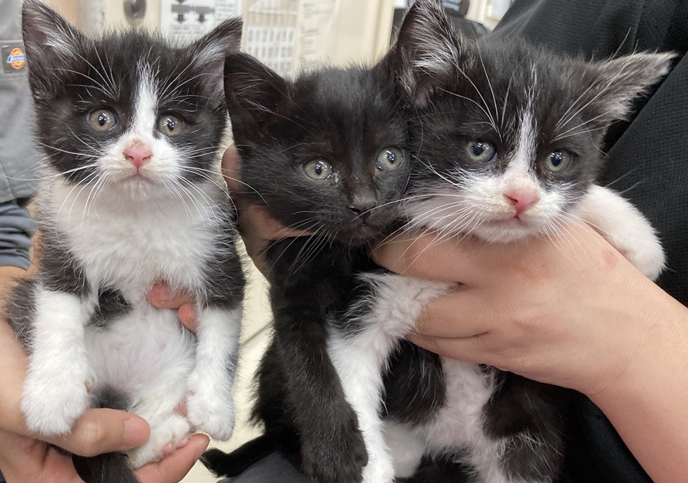 HC25410~25412(不動堂)