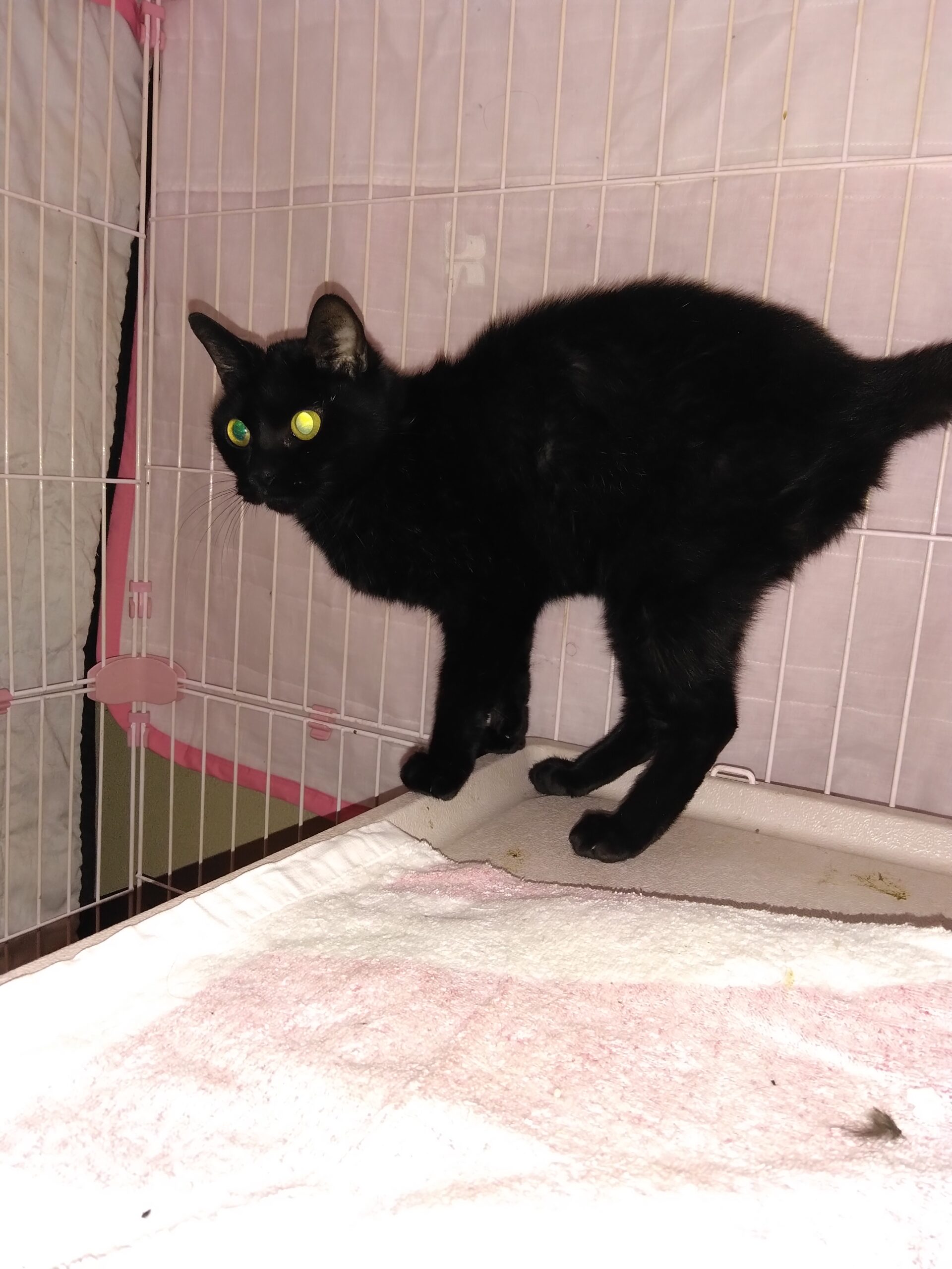 迷い猫を保護しました。（福井市）No.7F-12-8