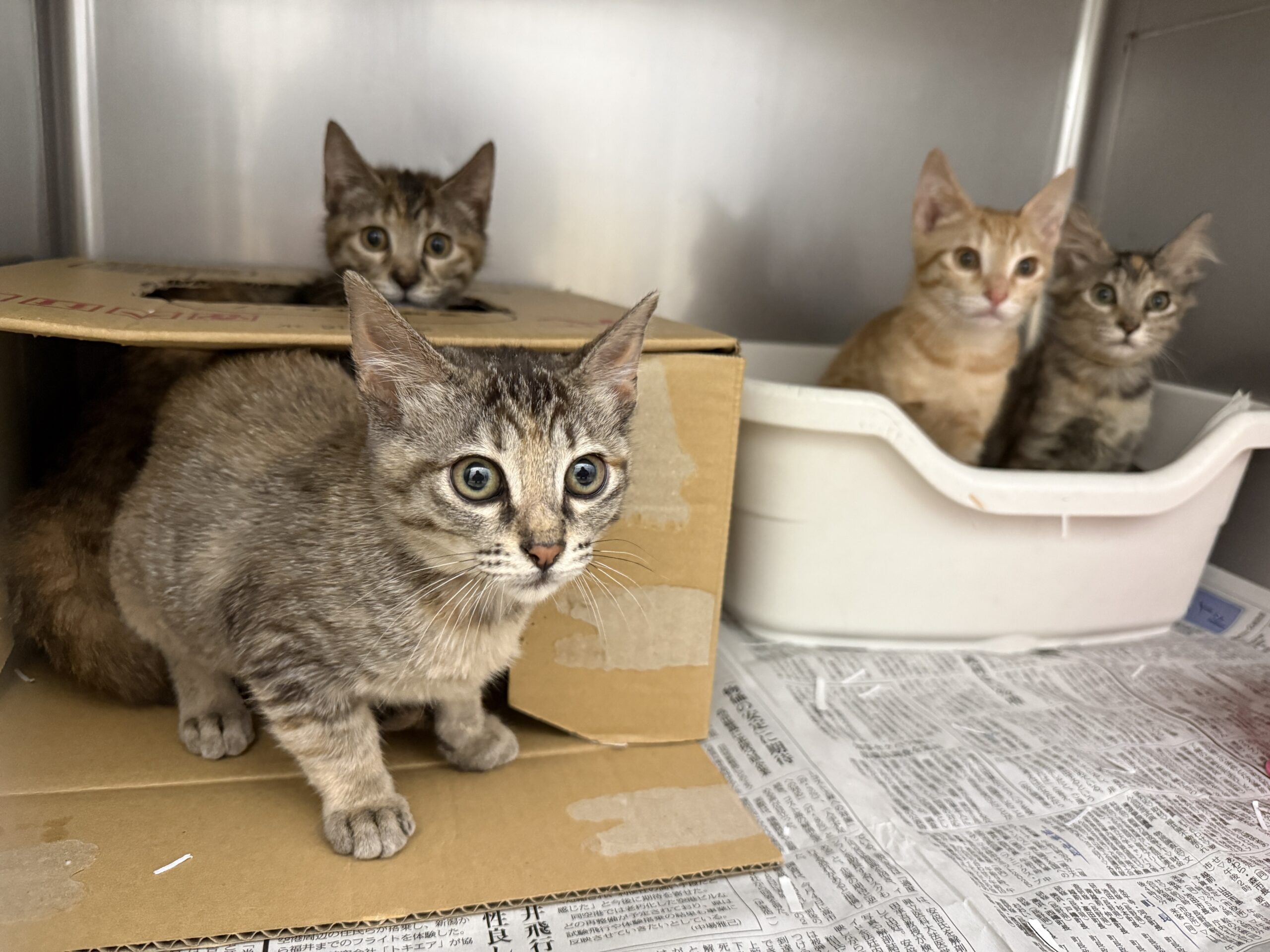 SC25346～25349(松葉)