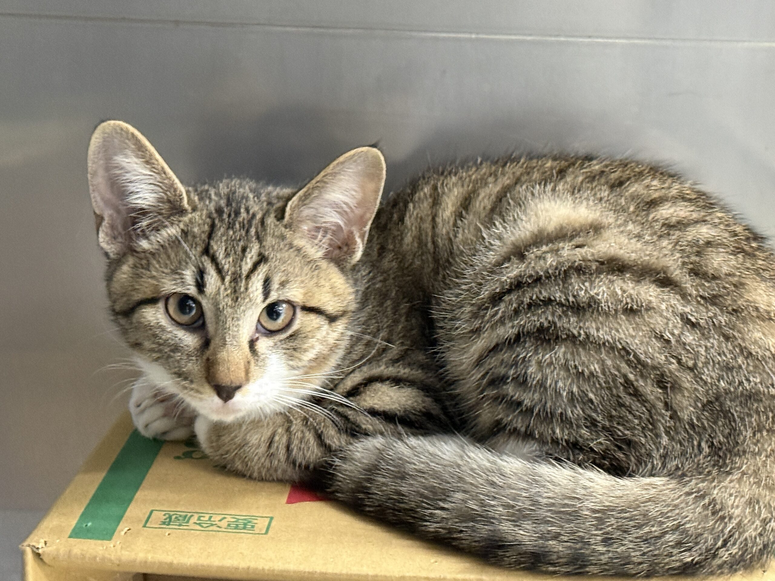 HC25384.25385(徳岡)