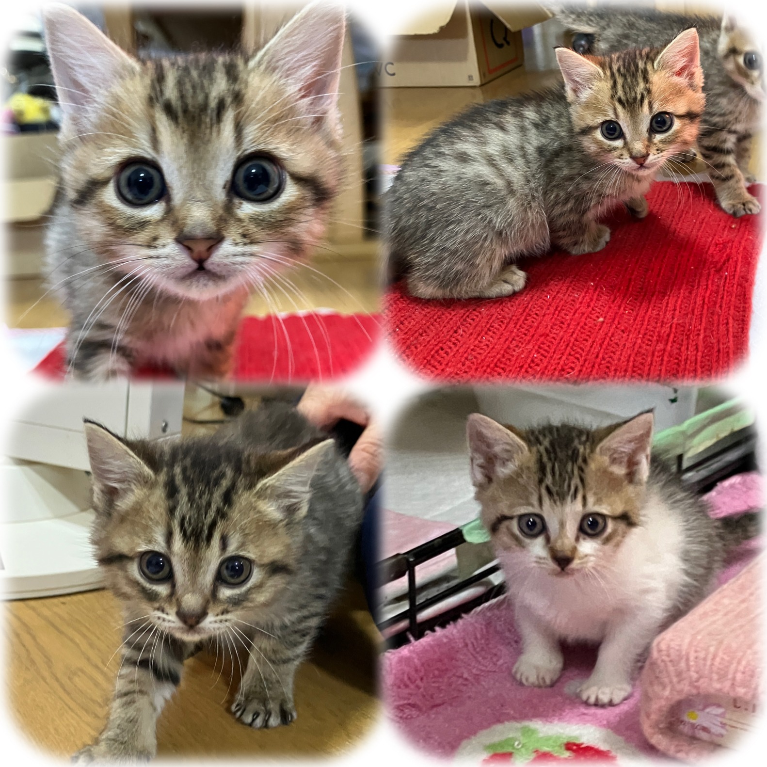 HC25402~25405(下東郷)