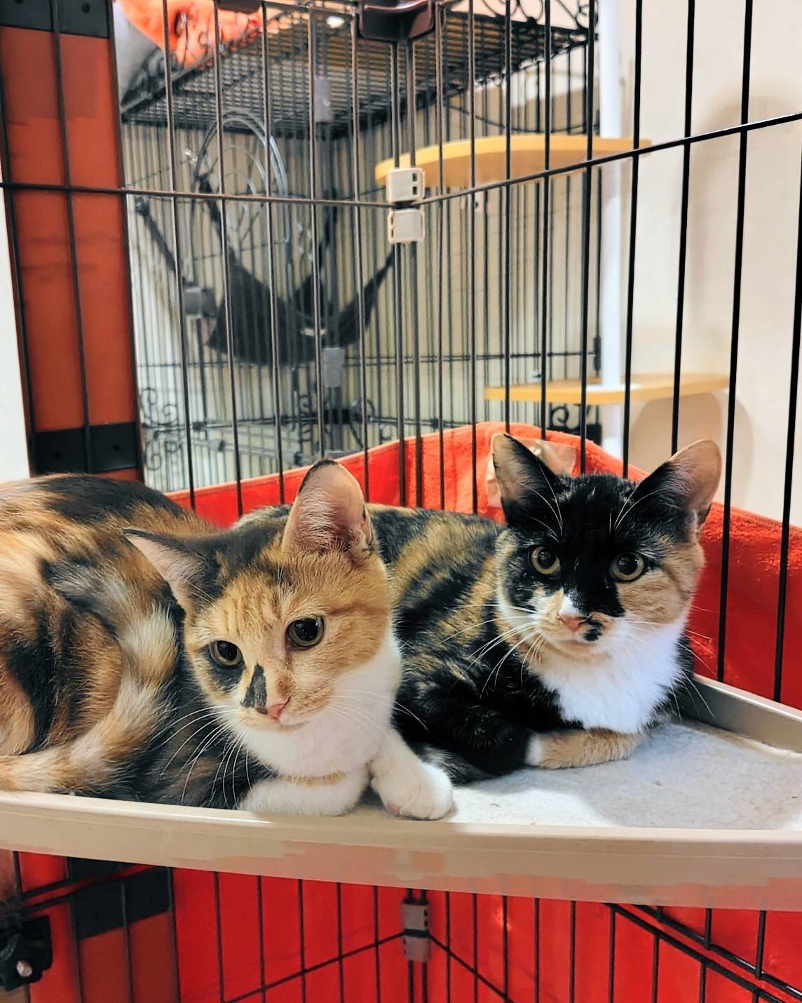 FC25423.25424(八重巻中町 ウスミちゃん、クロミちゃん)★