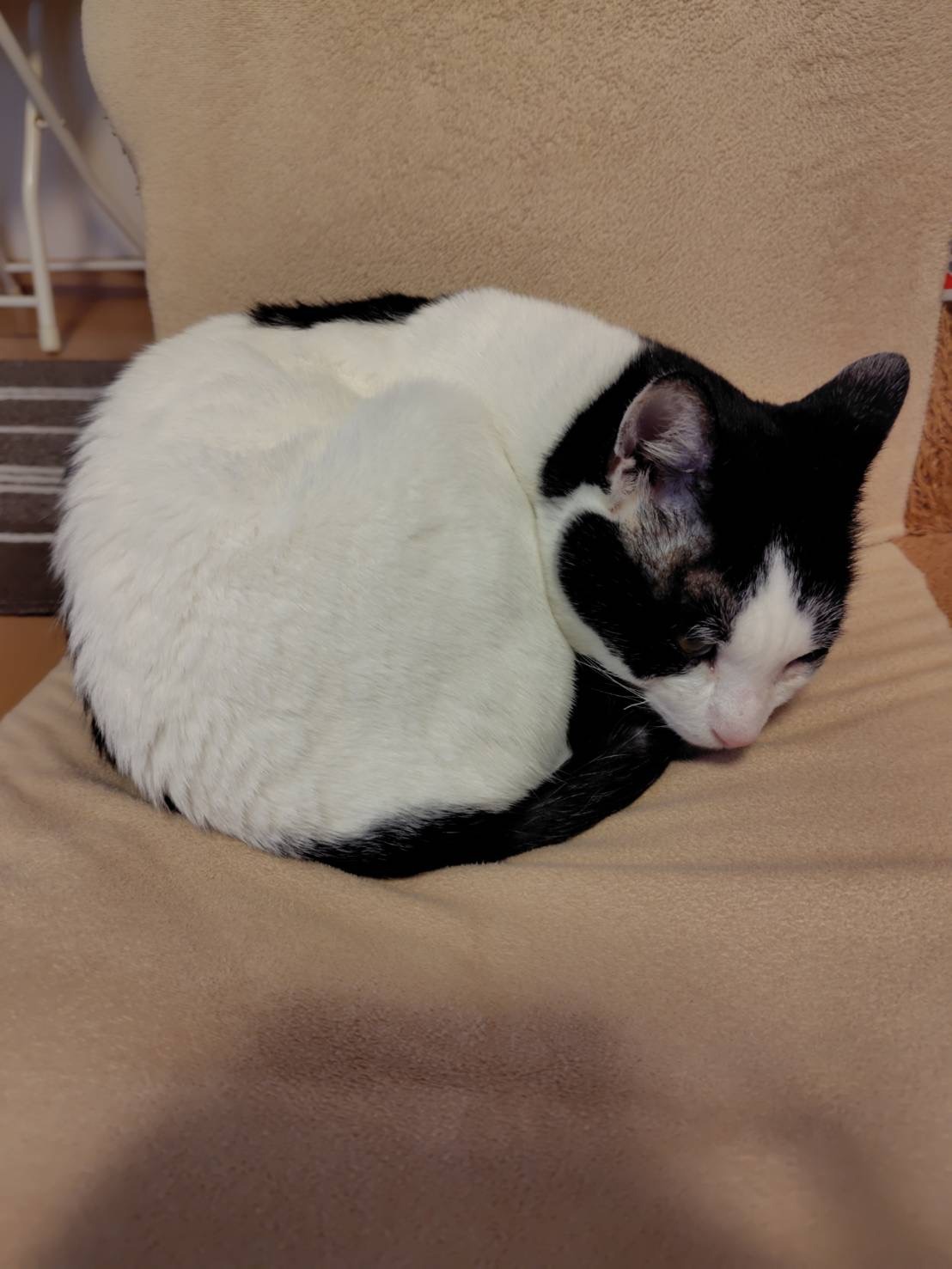 HC25271（今庄黒白）