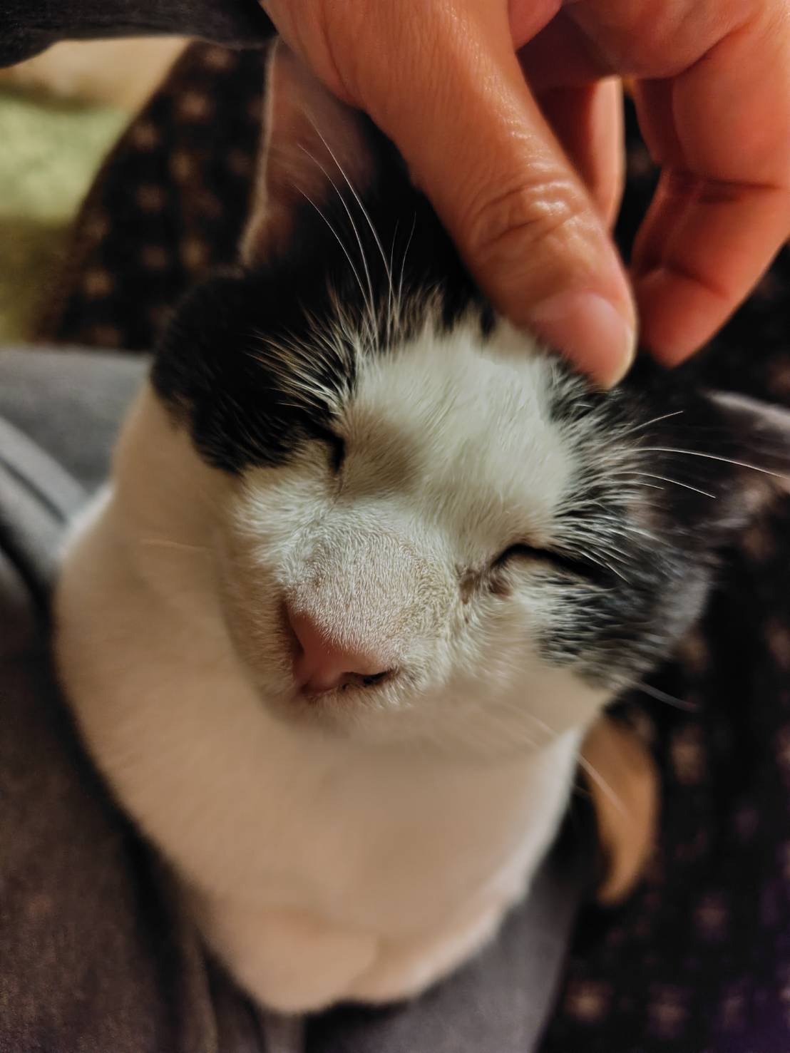 HC25271（今庄黒白）