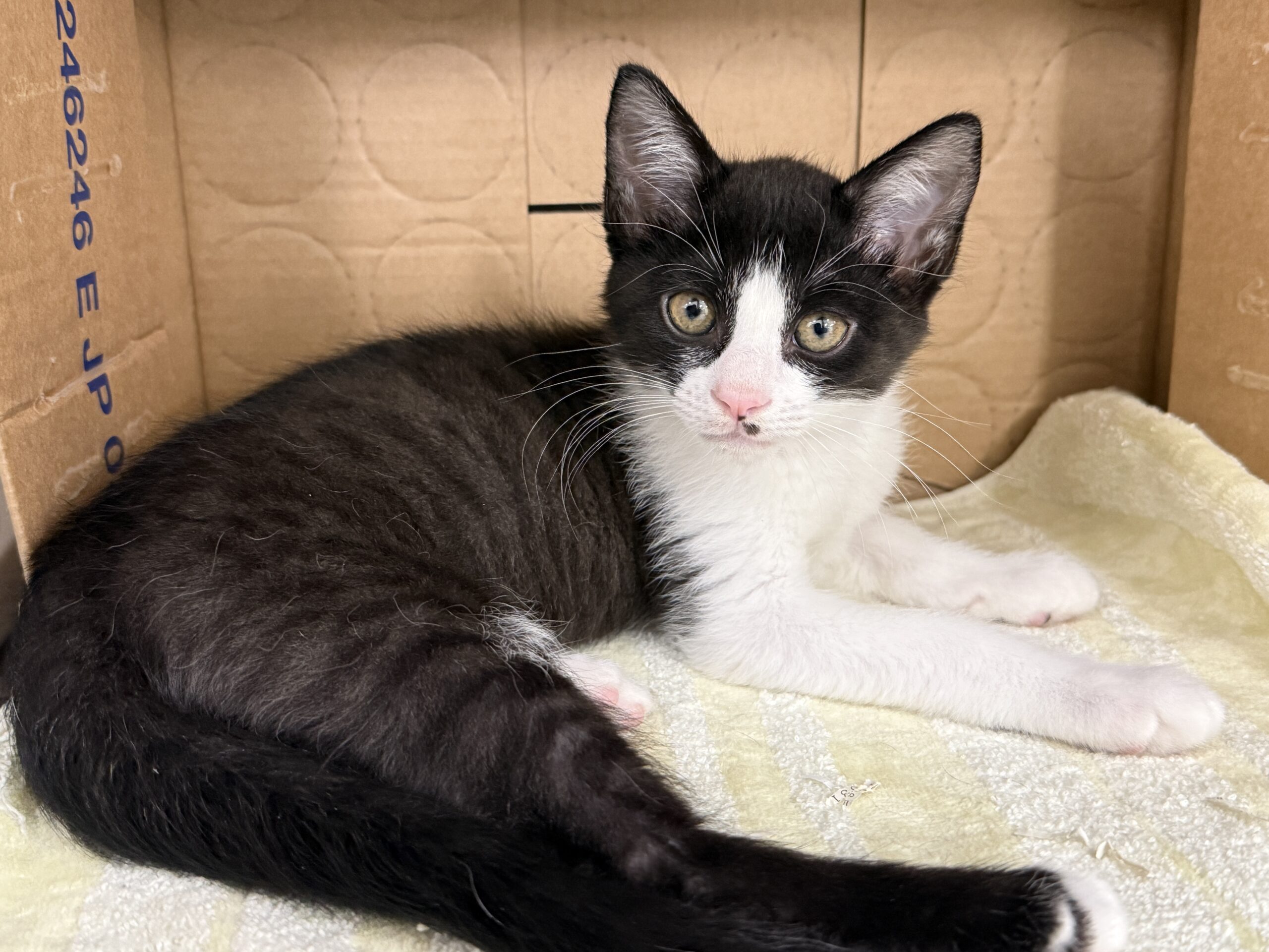 HC25345(北府).HC25355(気比庄)