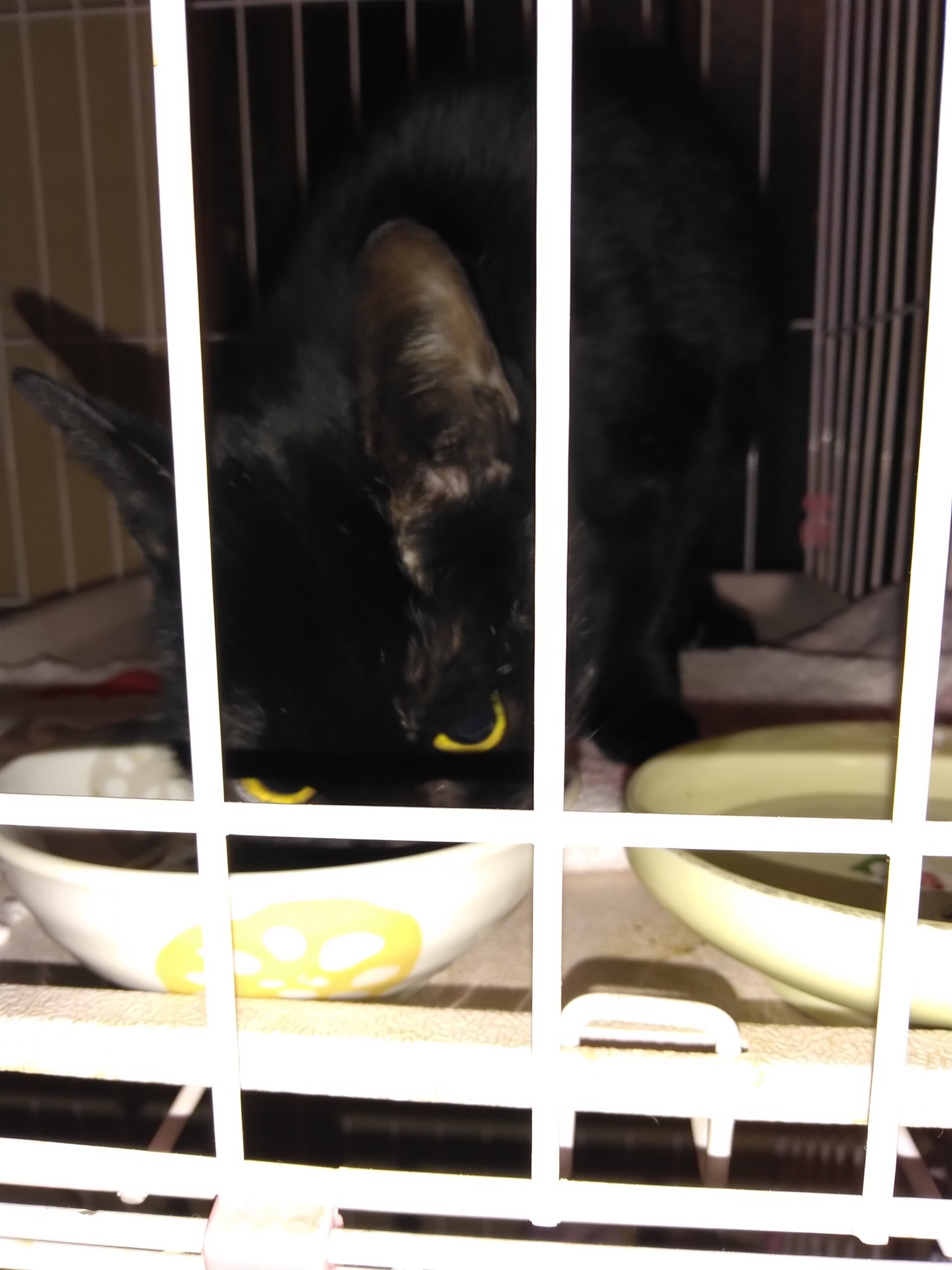 迷い猫を保護しました。（福井市）No.7F-12-8