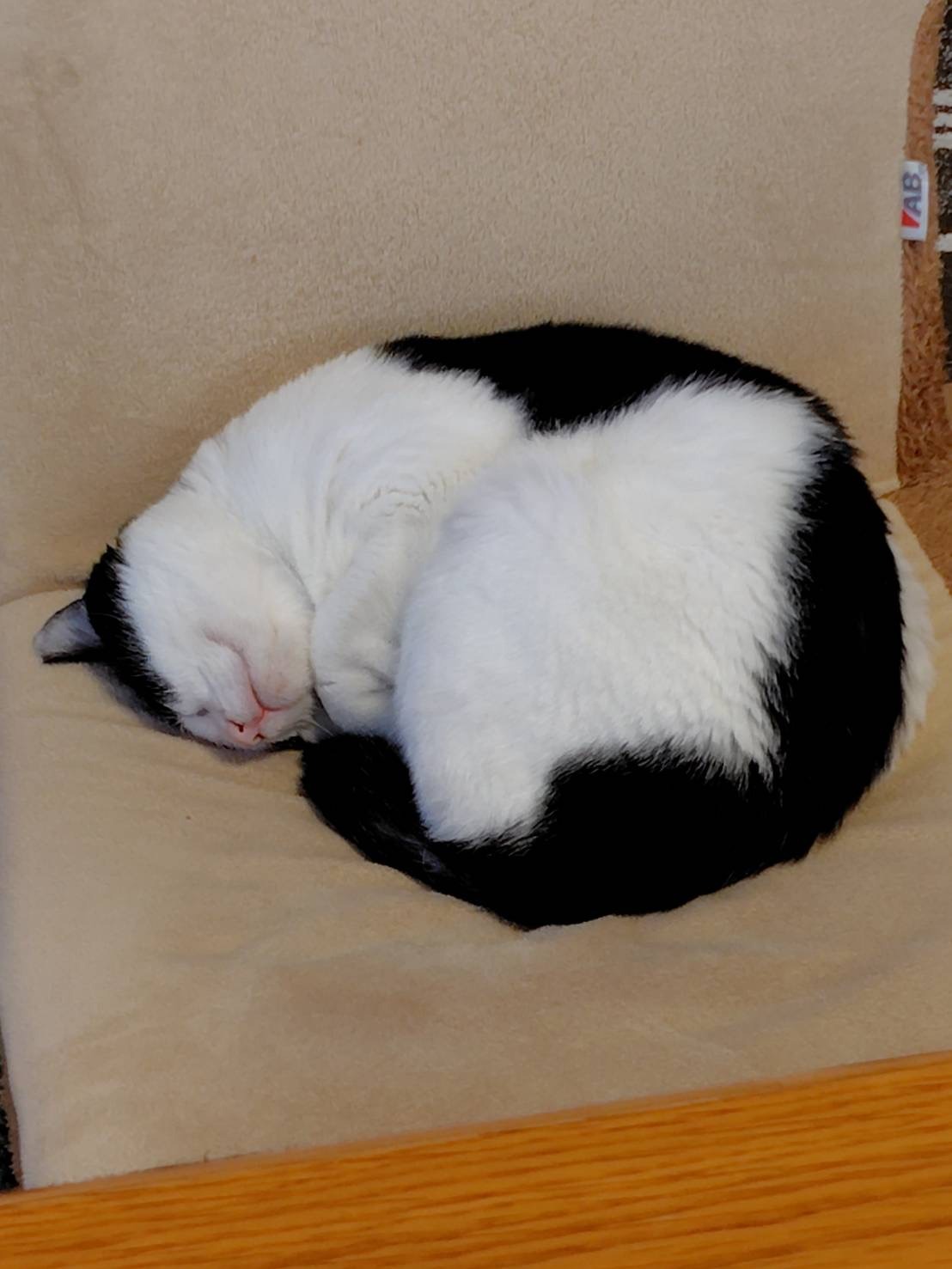 HC25271（今庄黒白）