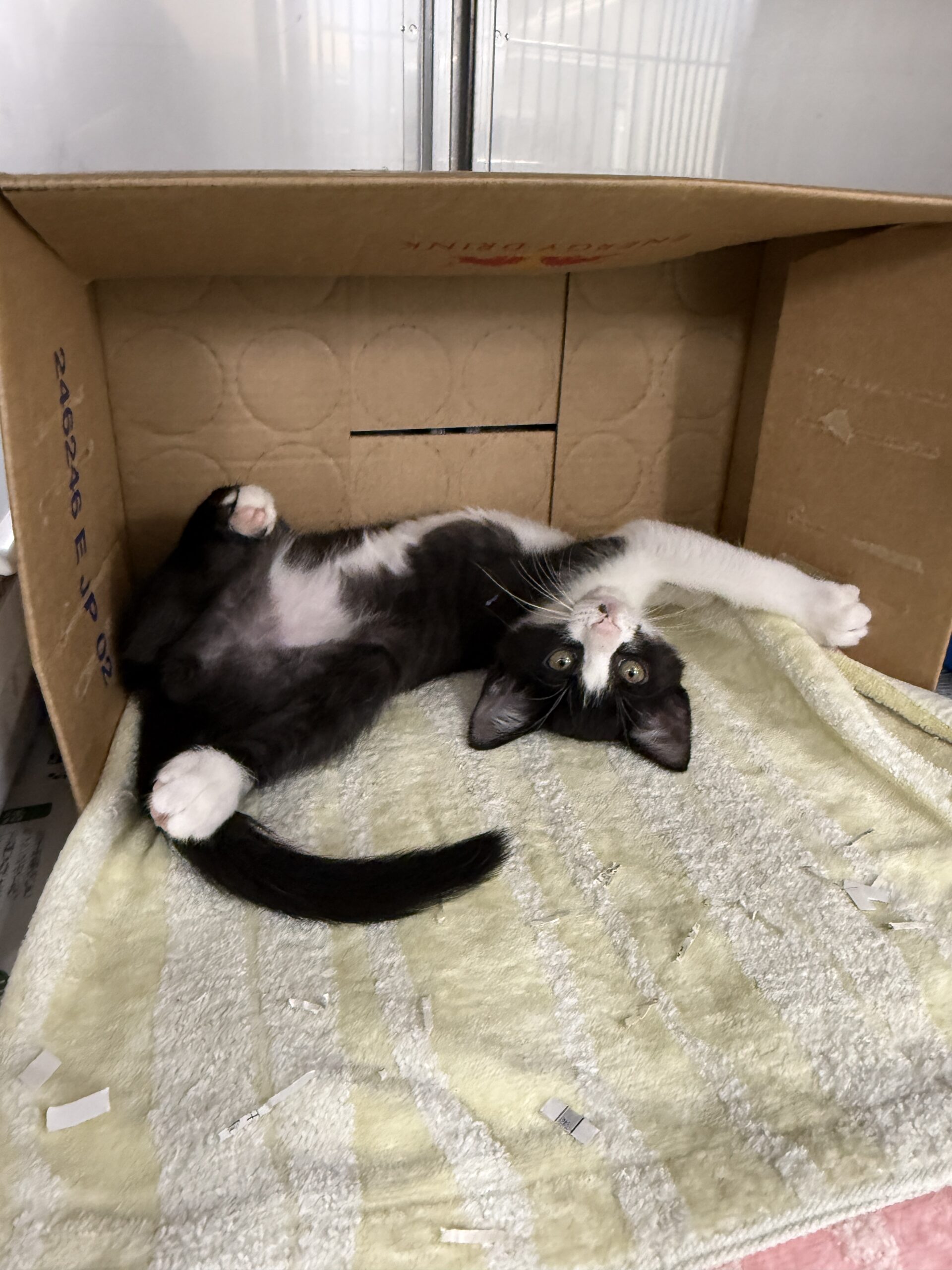 HC25345(北府).HC25355(気比庄)