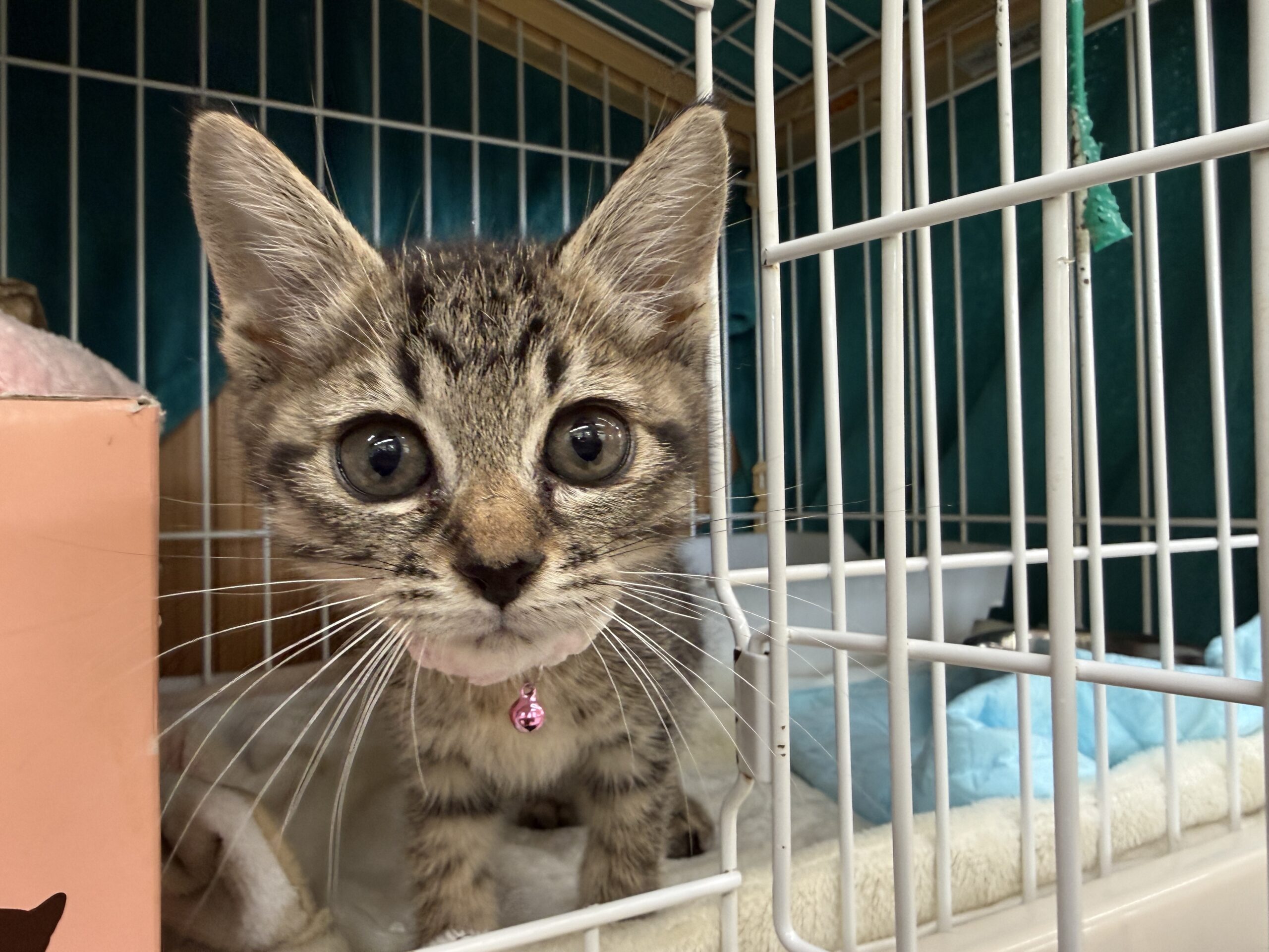 FC25369(上森田)★