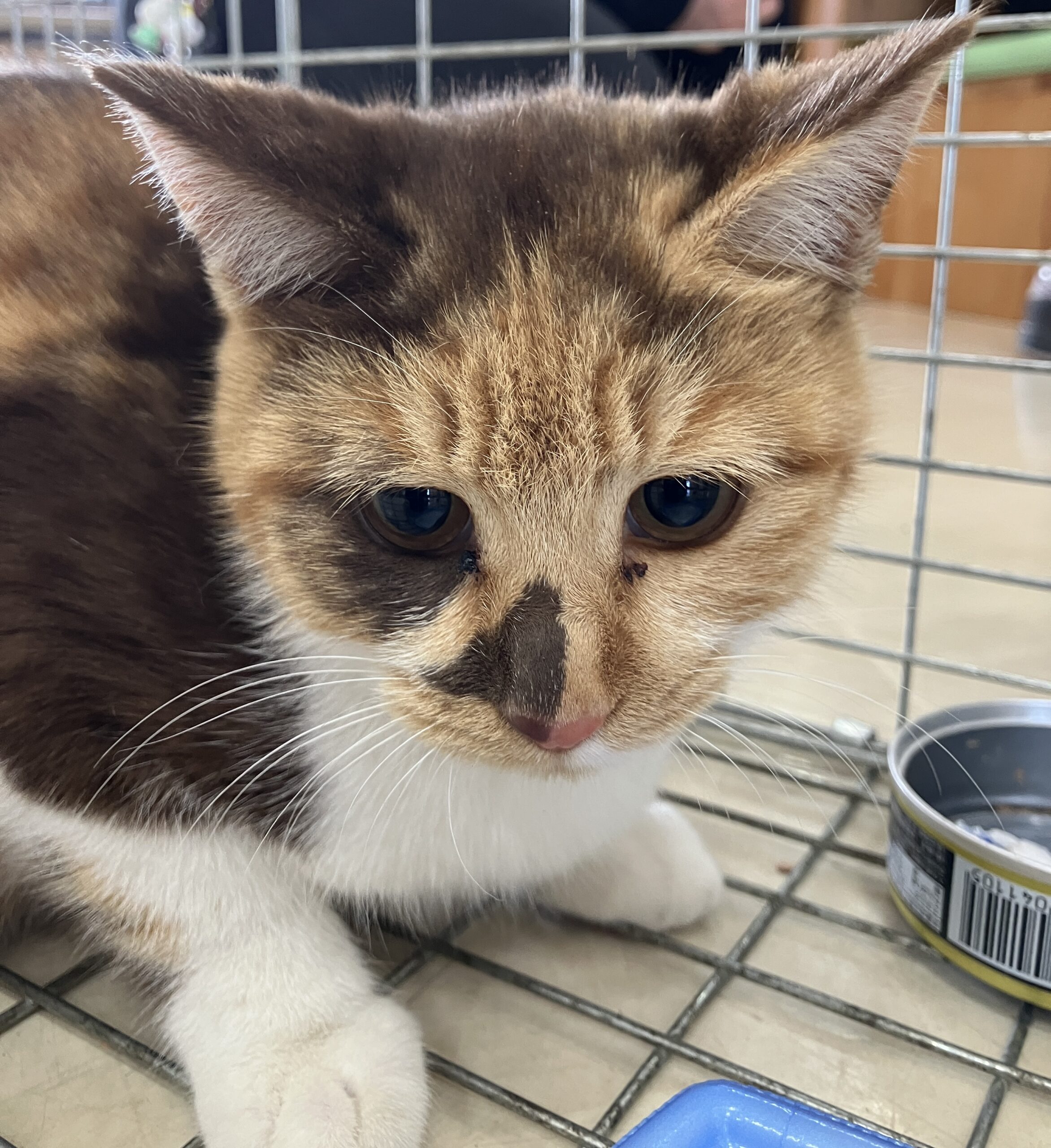 FC25423.25424(八重巻中町)