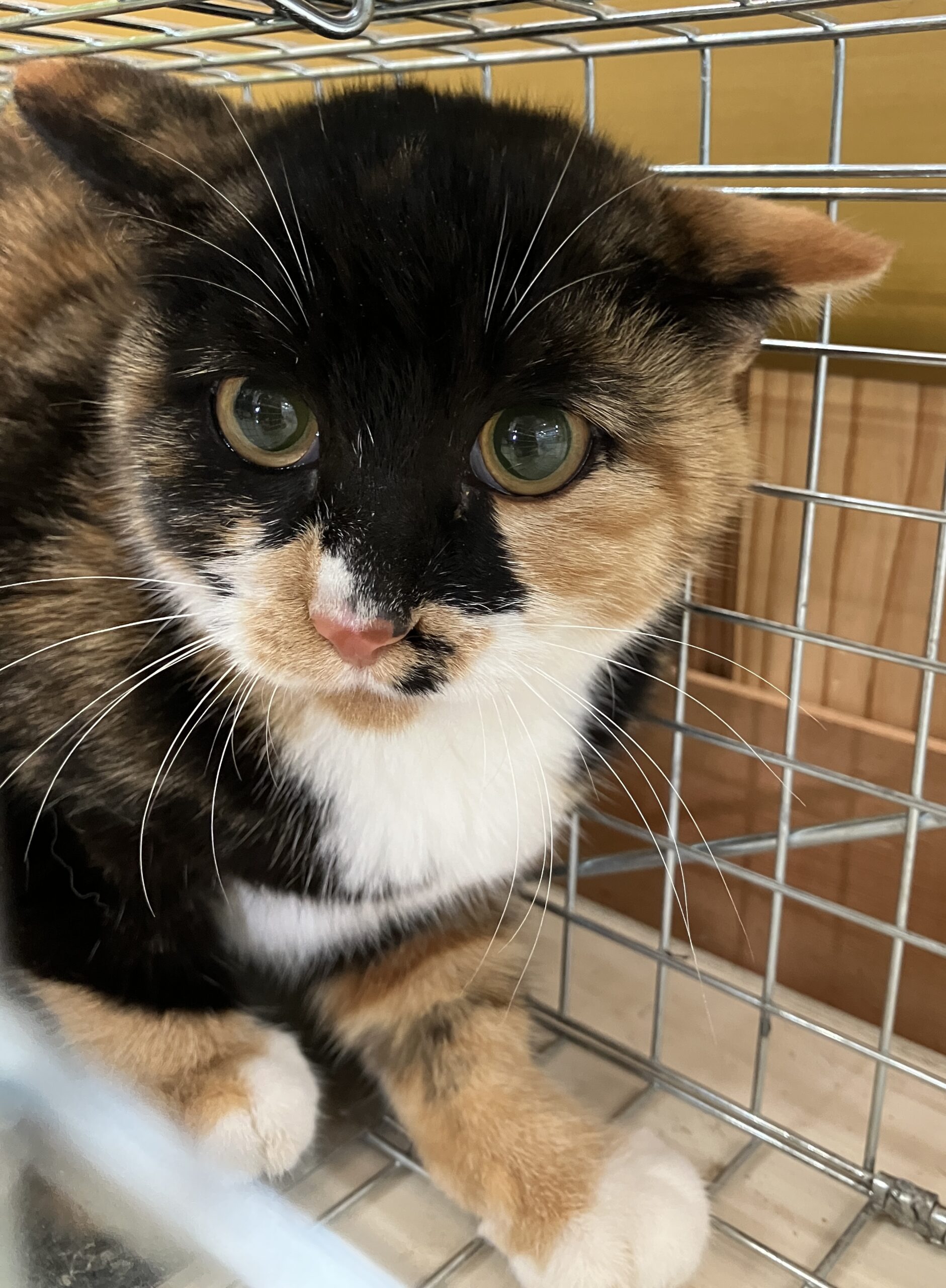 FC25423.25424(八重巻中町)