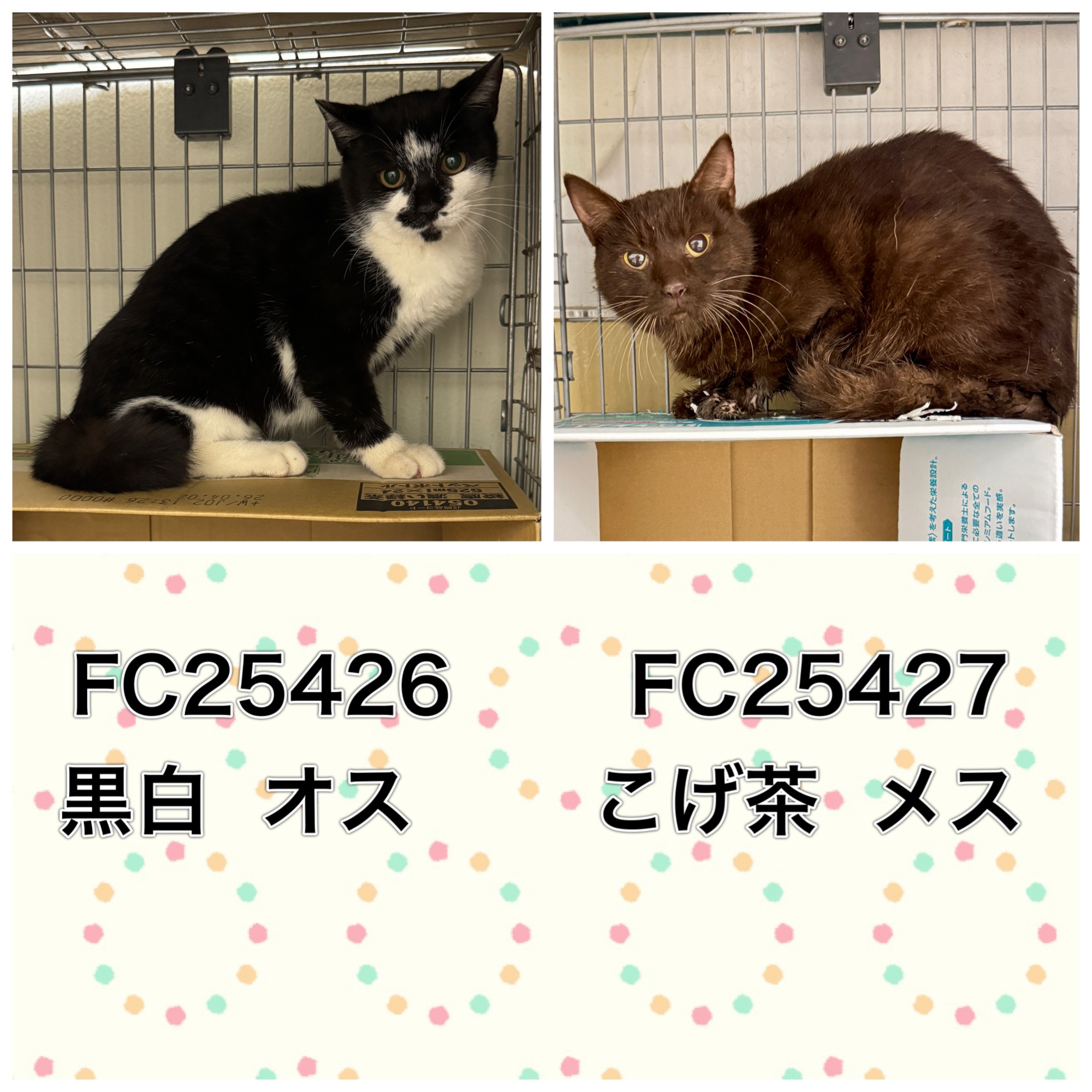 FC25423.25424（福井市）