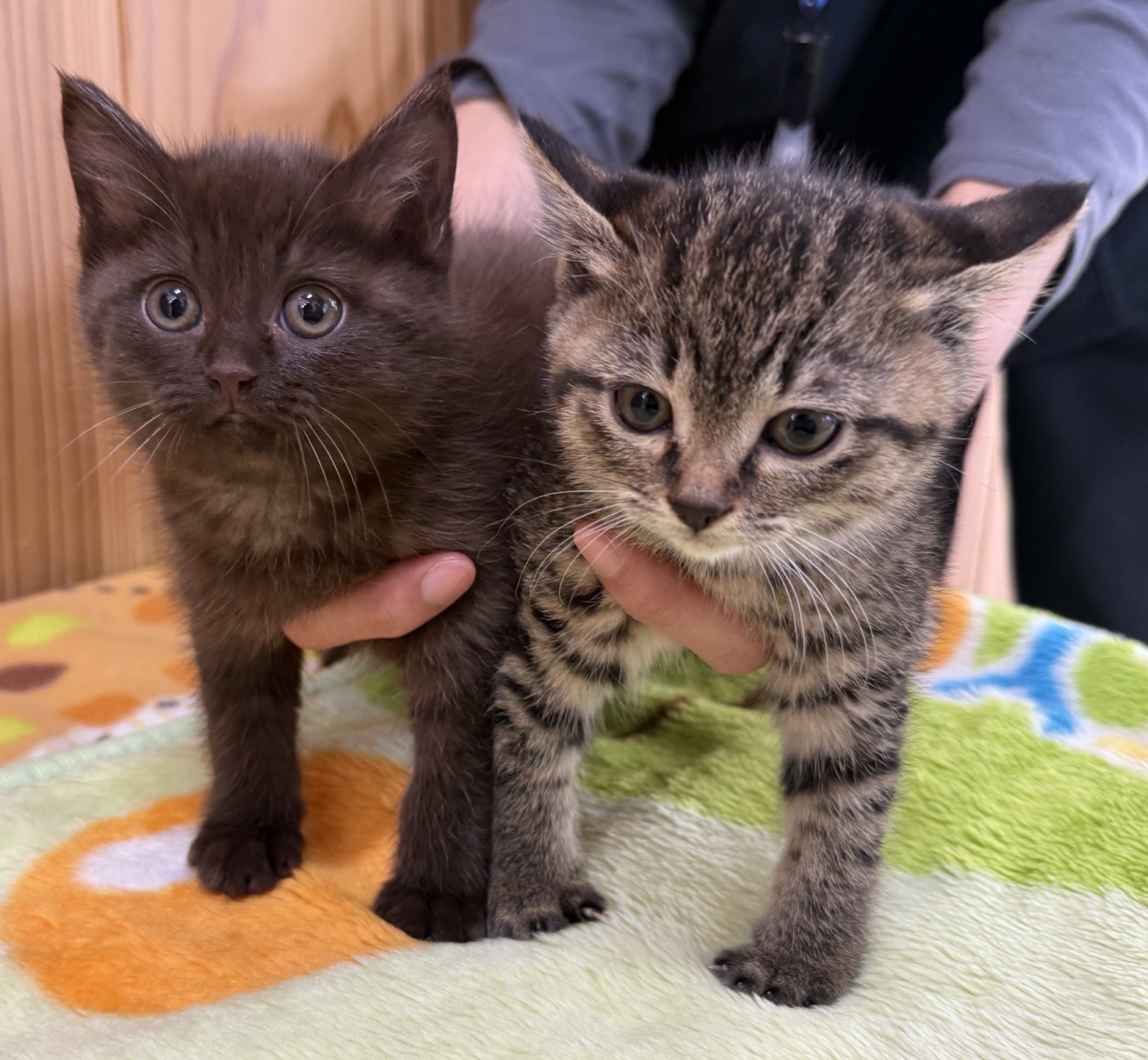 HC25415・25416（坂井市）