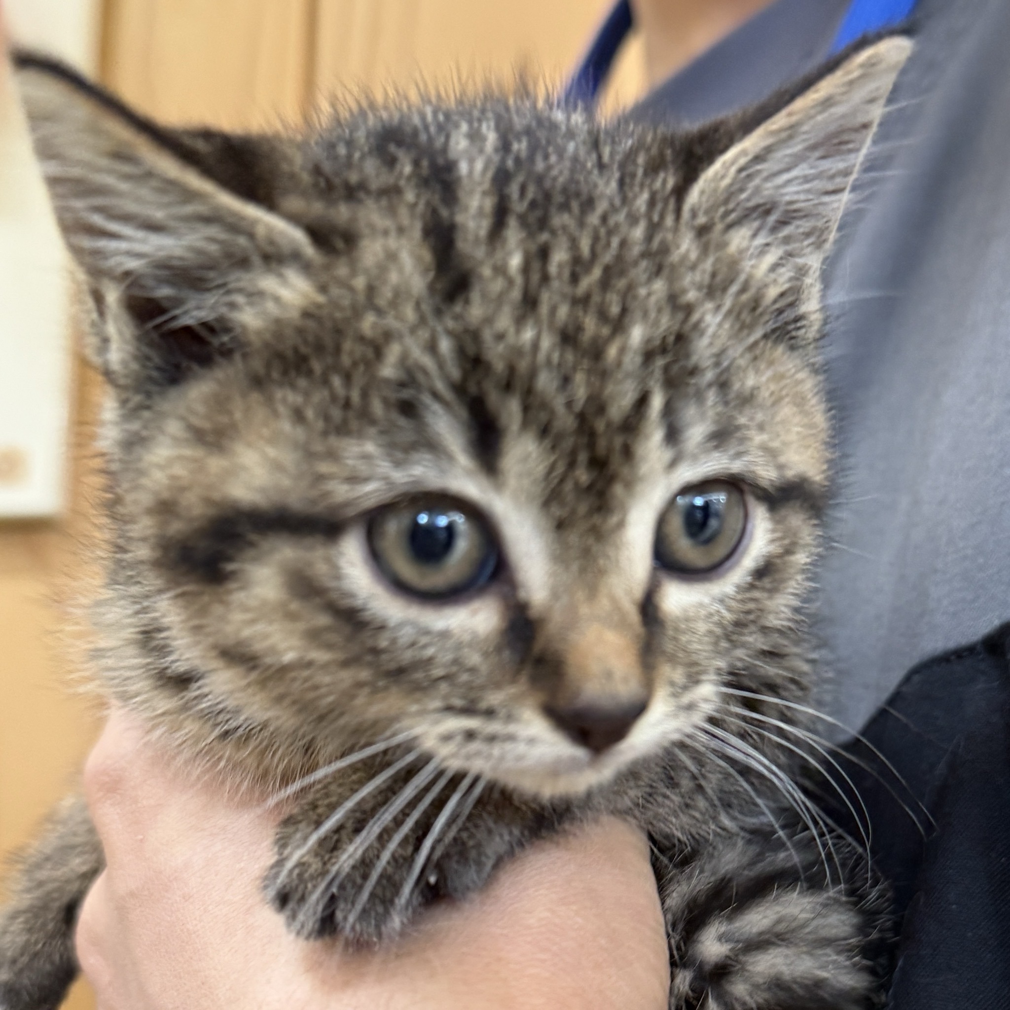 HC25415・25416（坂井市）