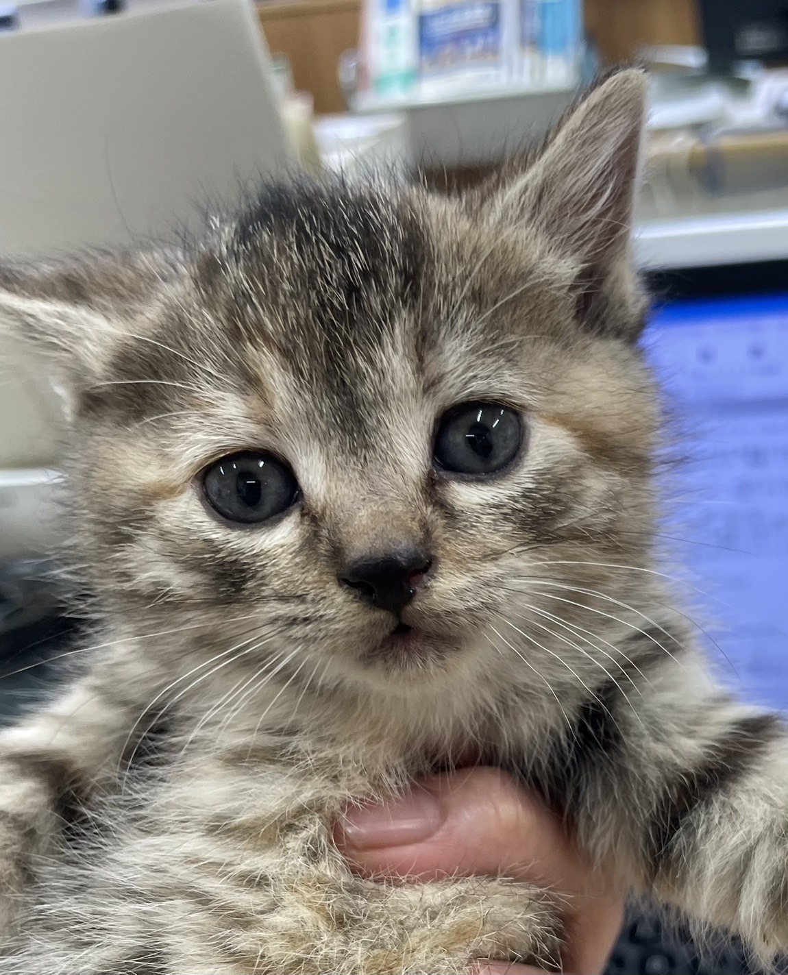 HC25417（鯖江市）