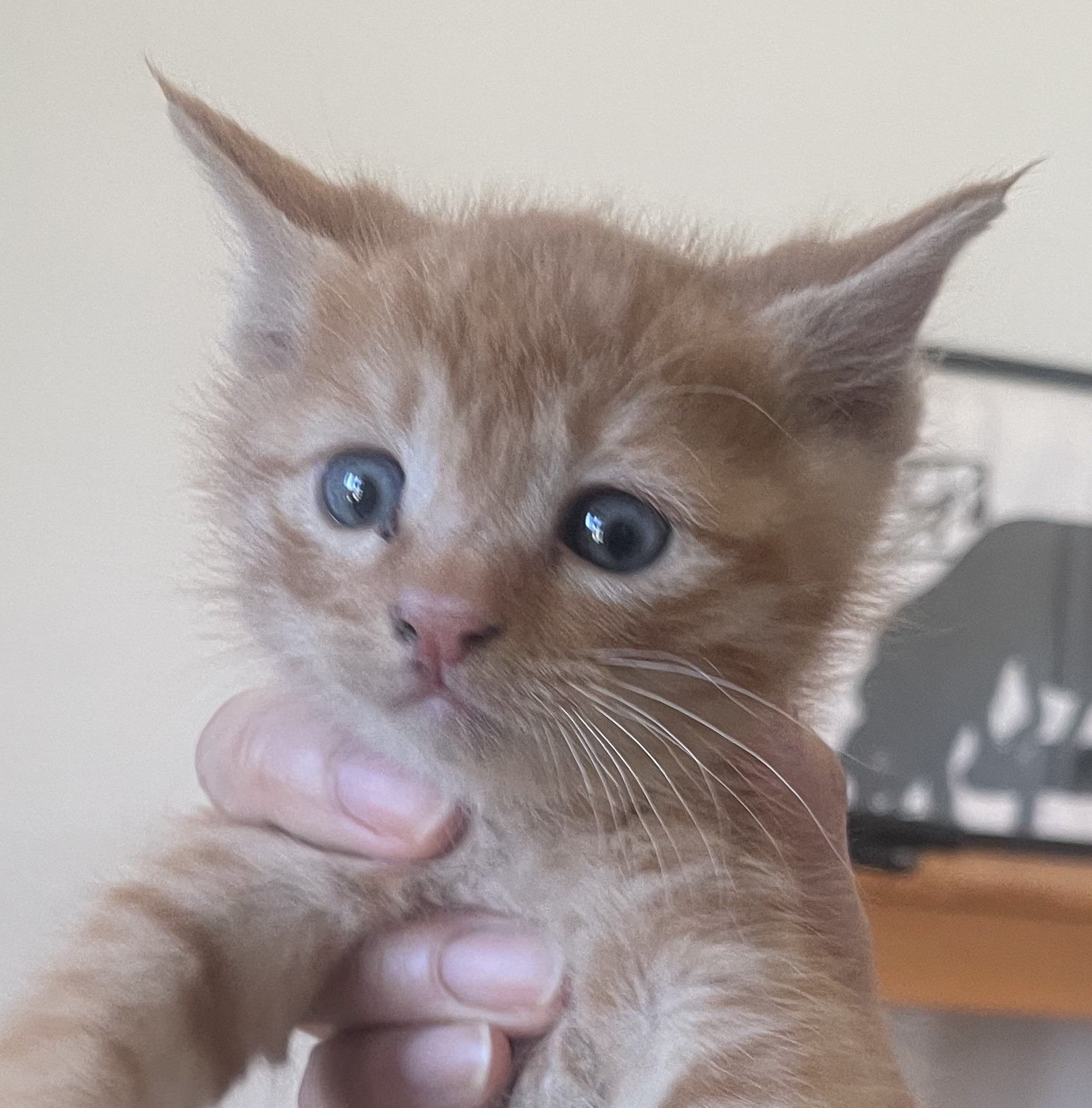 HC25418～25420（鯖江市）