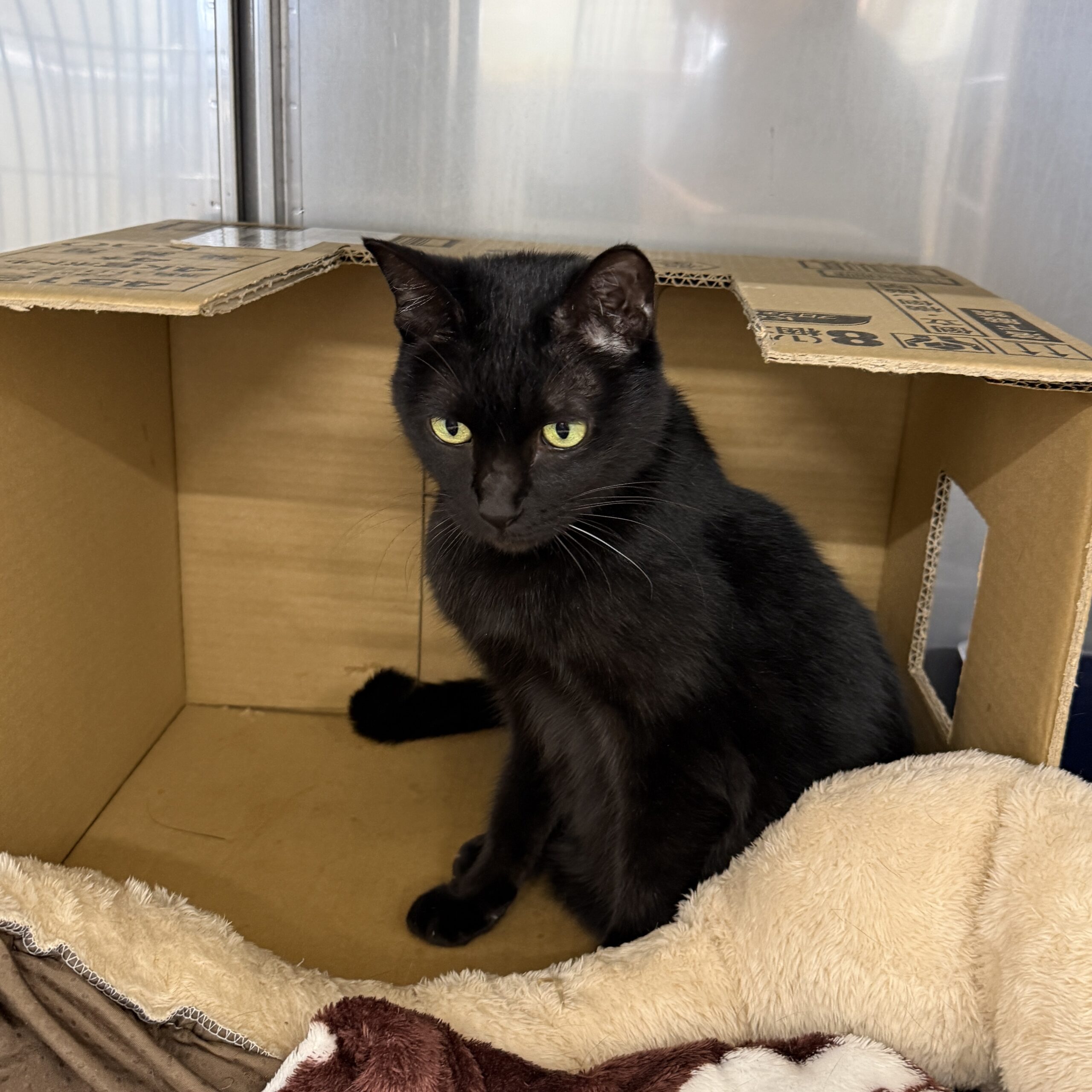 HC25001(高柳りゅうちゃん)★